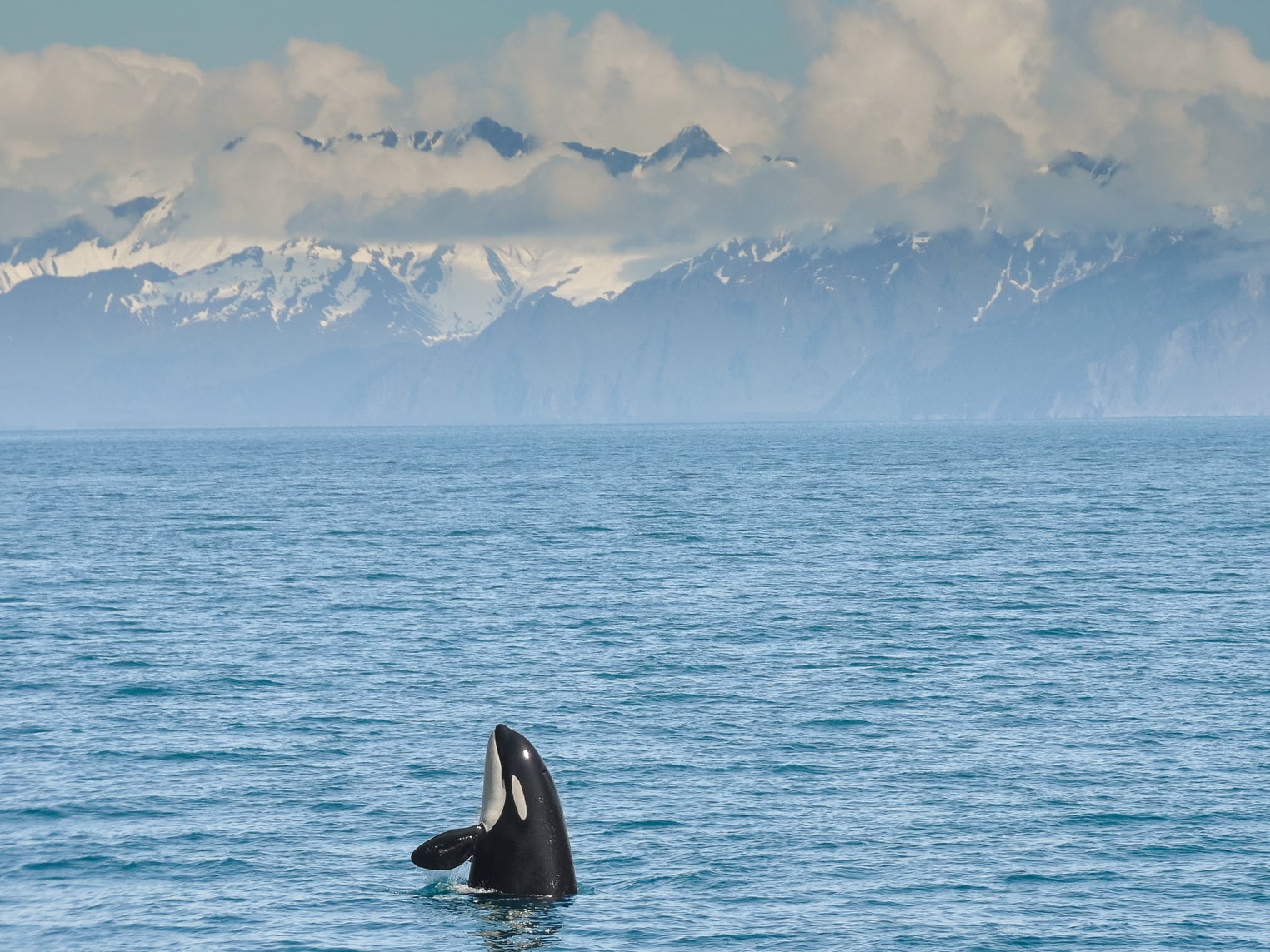 File photo. The lone orca whale was spotted off the coast of Italy with members of its pod, before it was later seen on its own near Beirut