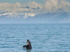 Killer whale from Iceland sets record with 5,000-mile journey to Beirut