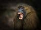 Zoo staff receive death threats after baboons culled and fed to lions