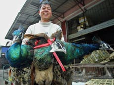 Coronavirus: China bans citizens from eating wild animals including peacocks, pangolin and badgers