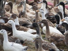 Army of 100,000 ducks deployed to combat locust infestation