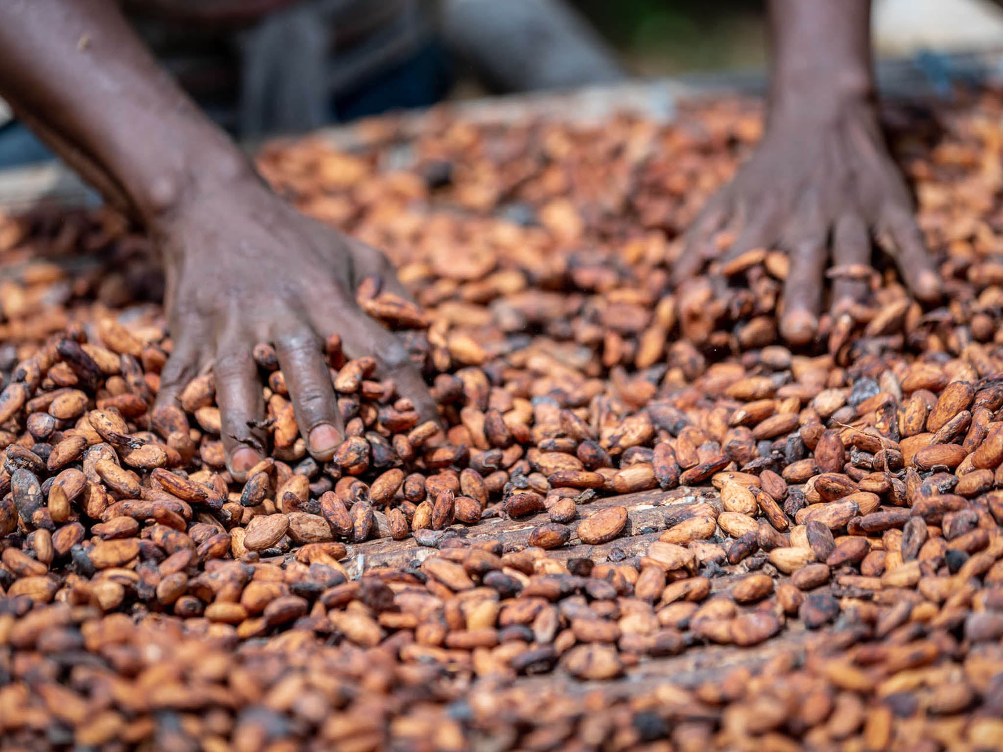 A farmer sorts through raw cocoa beans