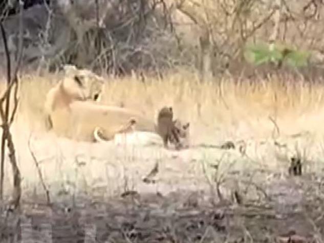 Screengrab of the leopard cub playing with its adopted sibling in Gir National Park, India