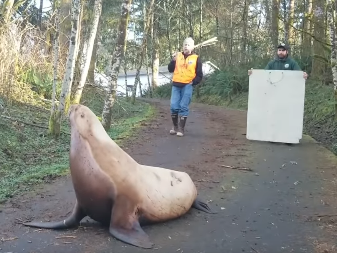 A 600-pound sea lion in a forest road in Washington state, US.