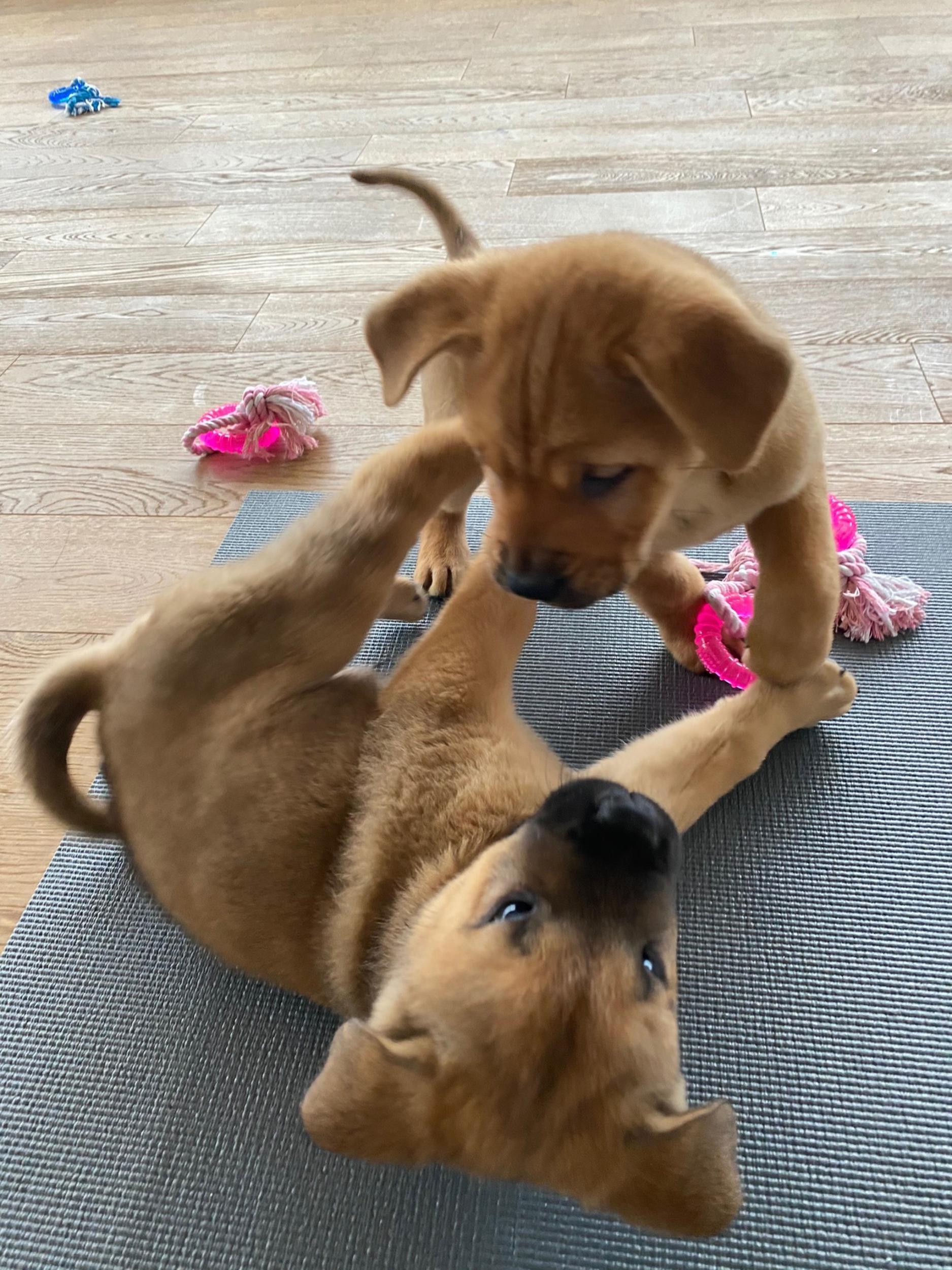 A pair of puppies playing on one of the yoga mats at Pets Yoga