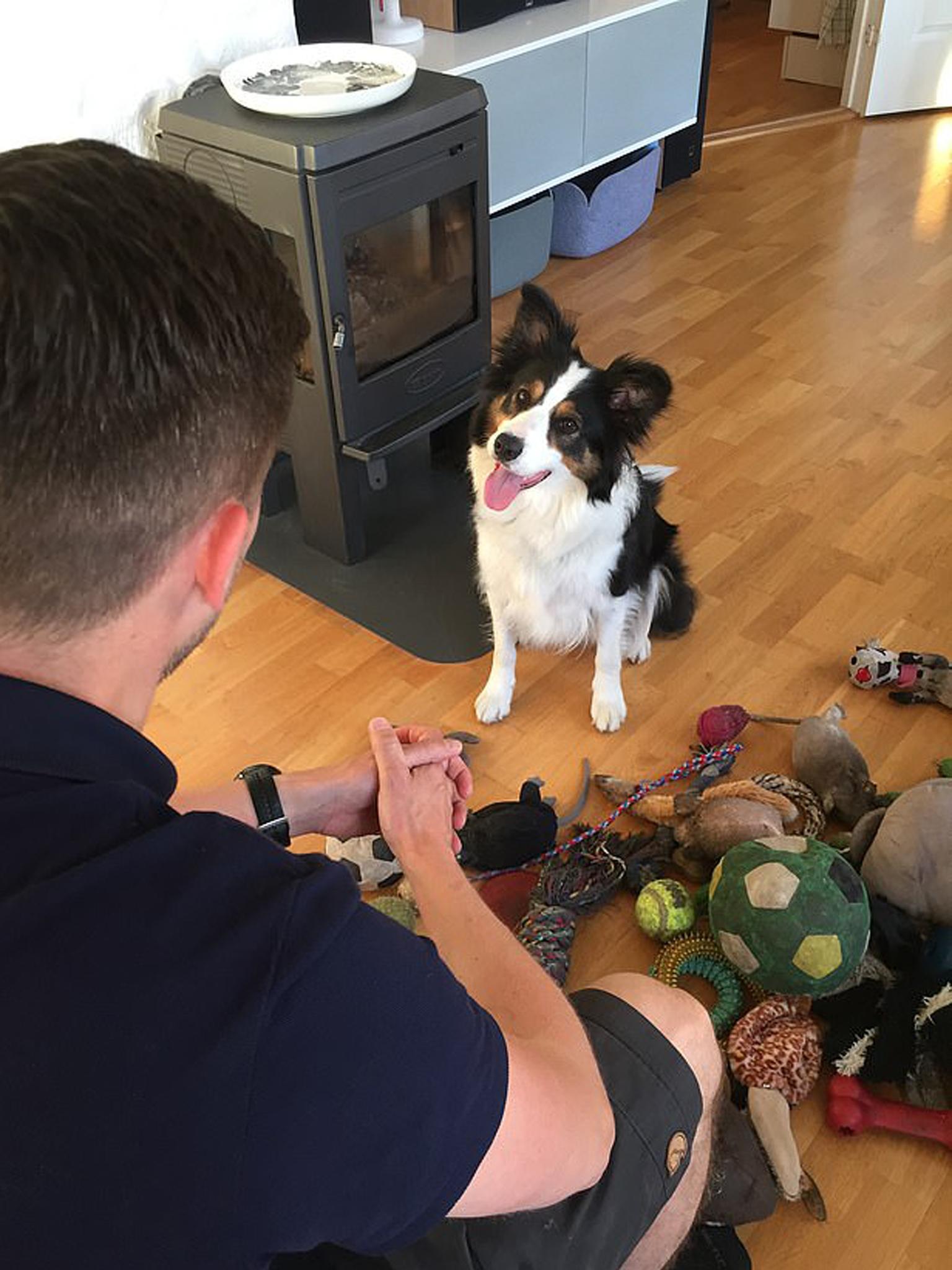 Whisky listens to her owner as he asks her to search for a named toy