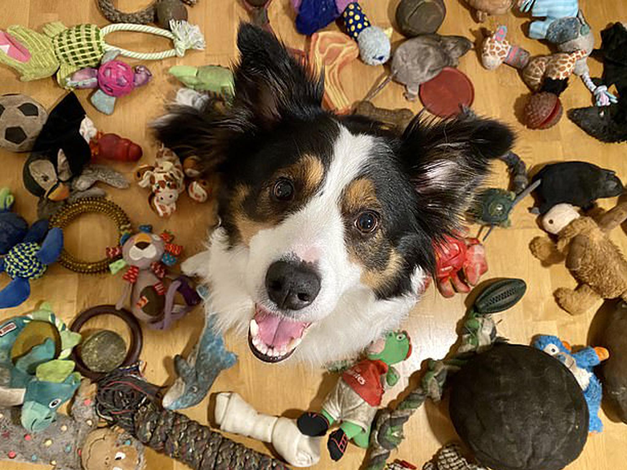 Neat trick: Whisky the border collie has an unusually good vocabulary