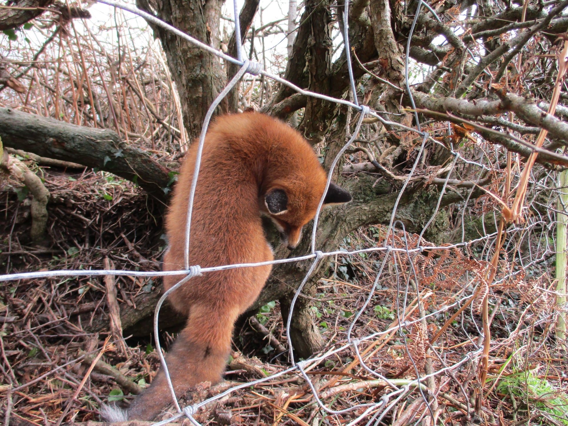 This trapped animal was described as a “nice, big, deep-read dog”