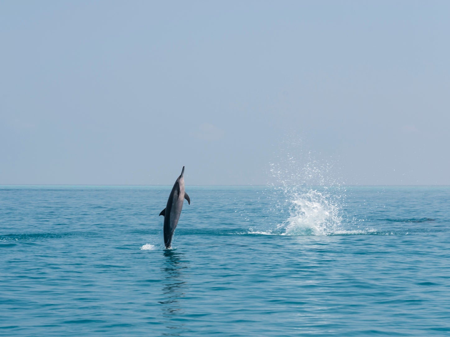 An increasing number of dolphins are washing up dead on British shores