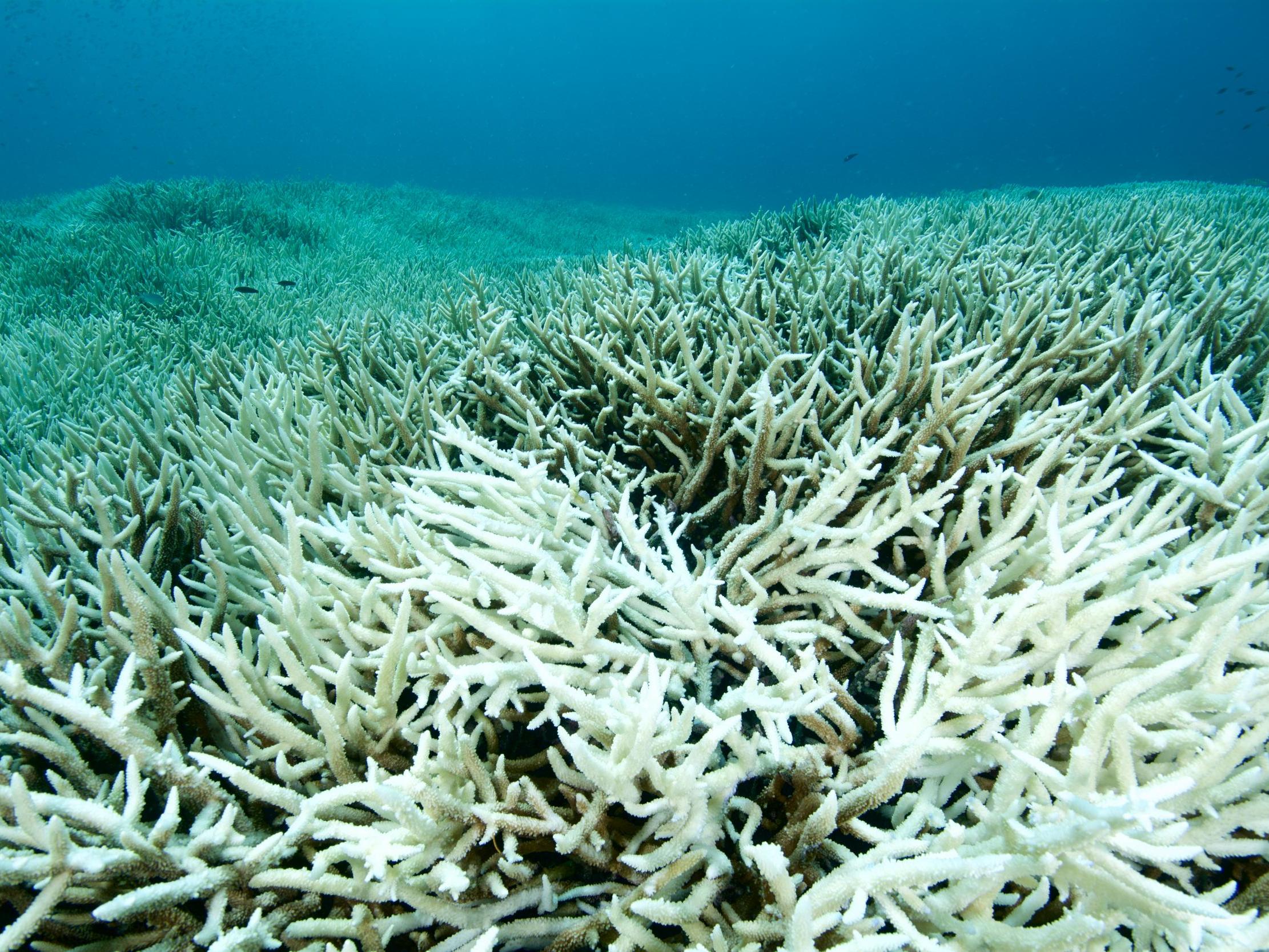 Bleached coral due to warmed sea temperatures