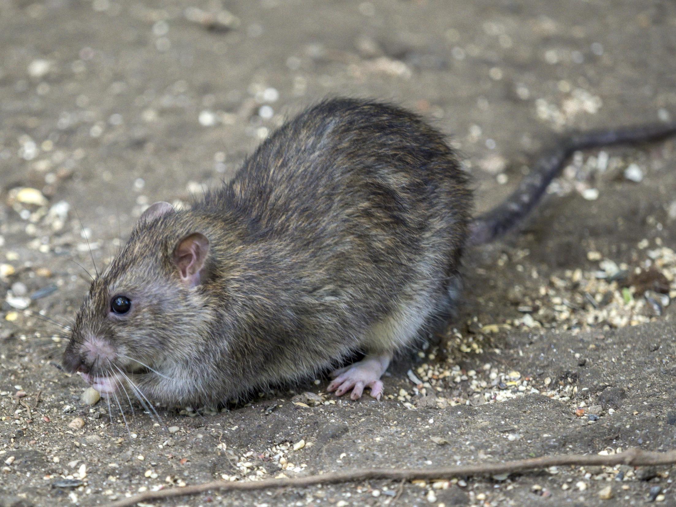 Commonly found living in high densities in New York city, brown rats originate from northeast China