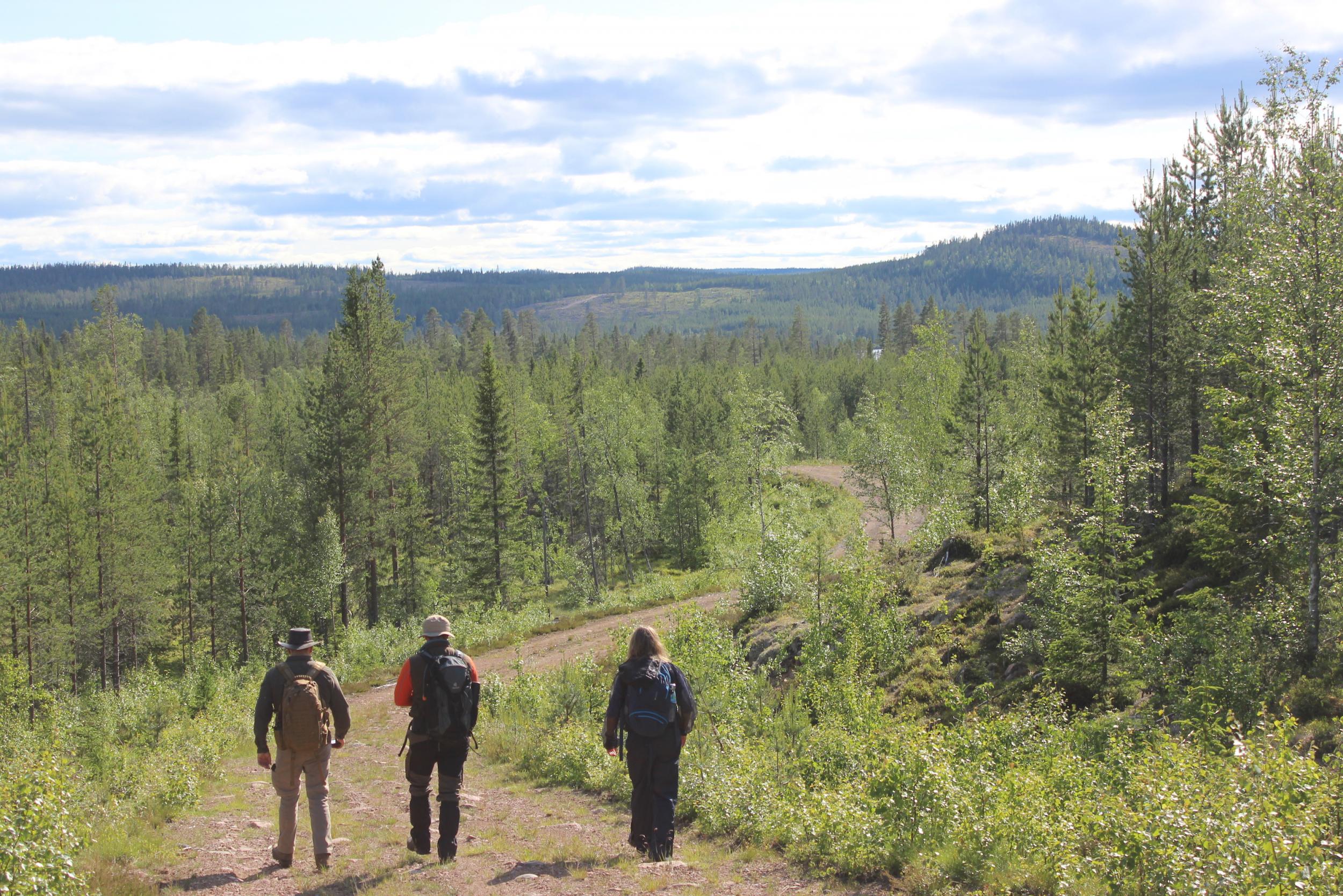 You might never see a bear while following their trail