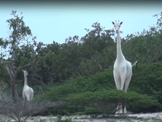 White giraffe believed to be last female in the world hunted