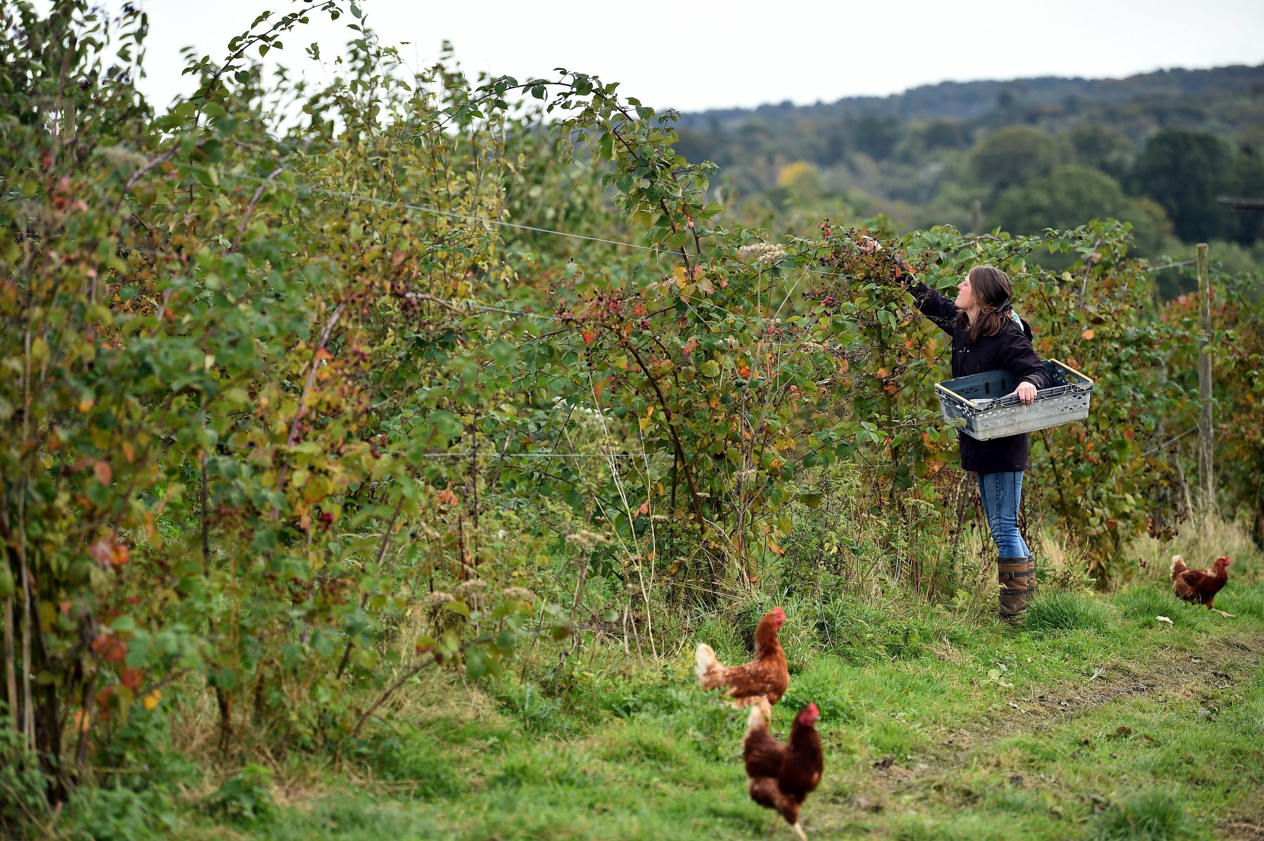 A new agricultural policy would incentivise farmers to promote biodiversity and carbon sequestration (AFP/Getty)