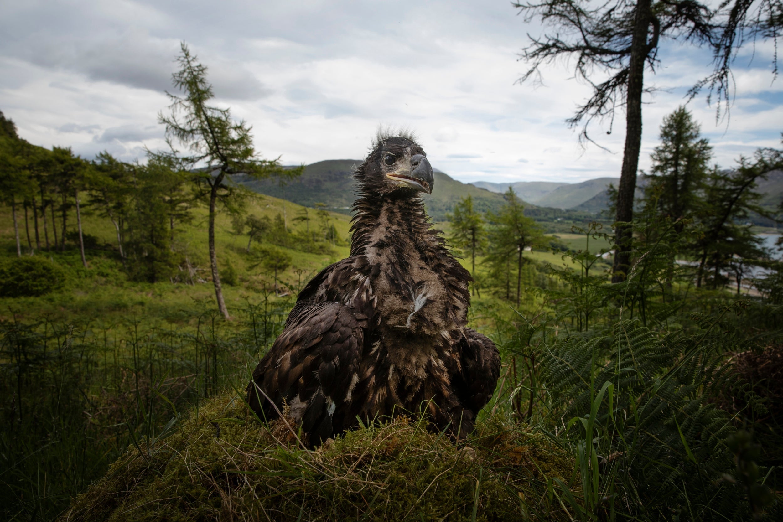 There are now more than 100 territorial pairs of white-tailed eagles in Scotland after a stop-and-start reintroduction programme that started in 1968