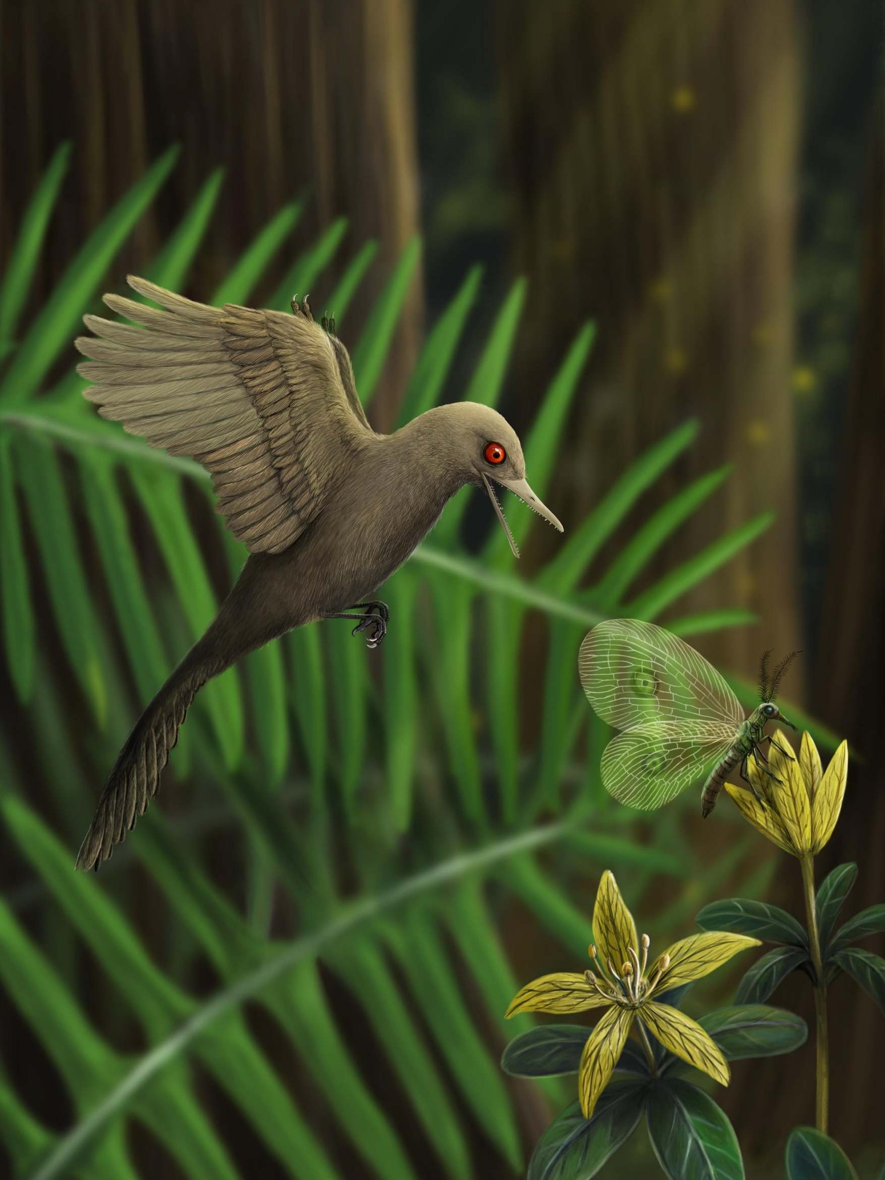 An artist’s rendering of the ‘Oculudentavis khaungraae,’ which likely hunted insects