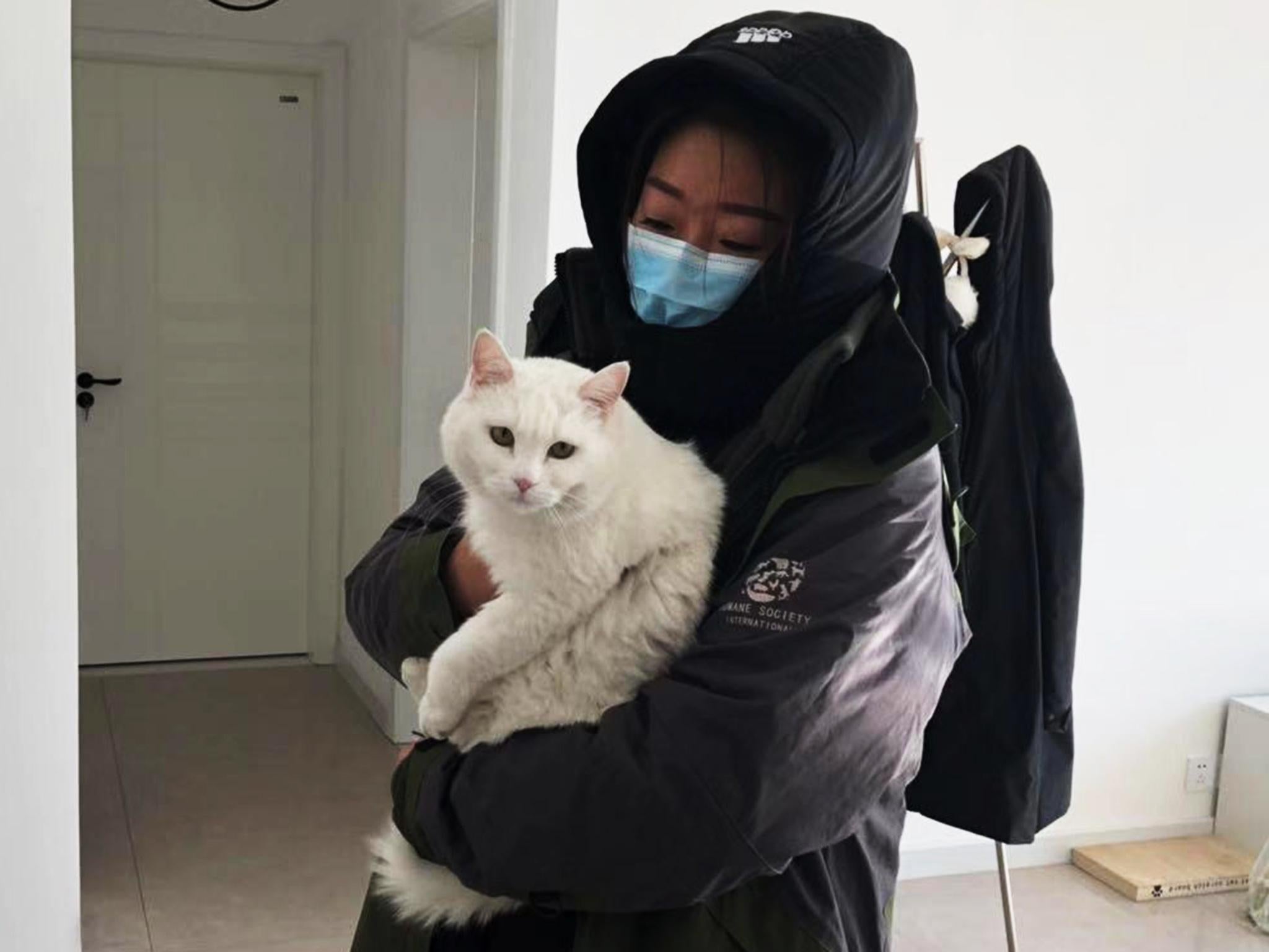 A pet cat left behind during the coronavirus outbreak is cared for by a charity worker