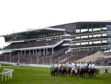 After Cheltenham, it's not just horses' lives that are at risk