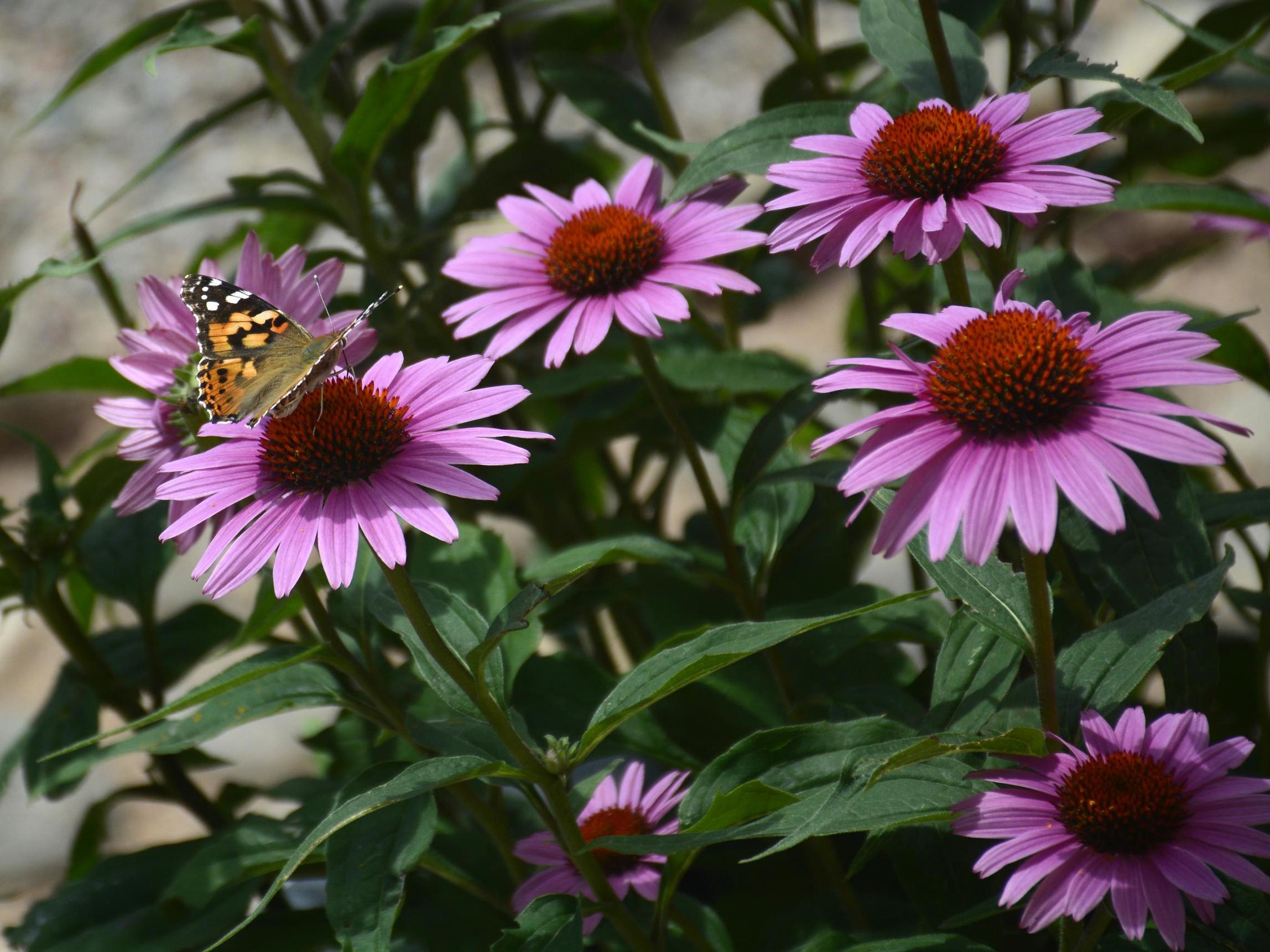 The Purple coneflower’s seed heads haunt the garden in autumn and winter