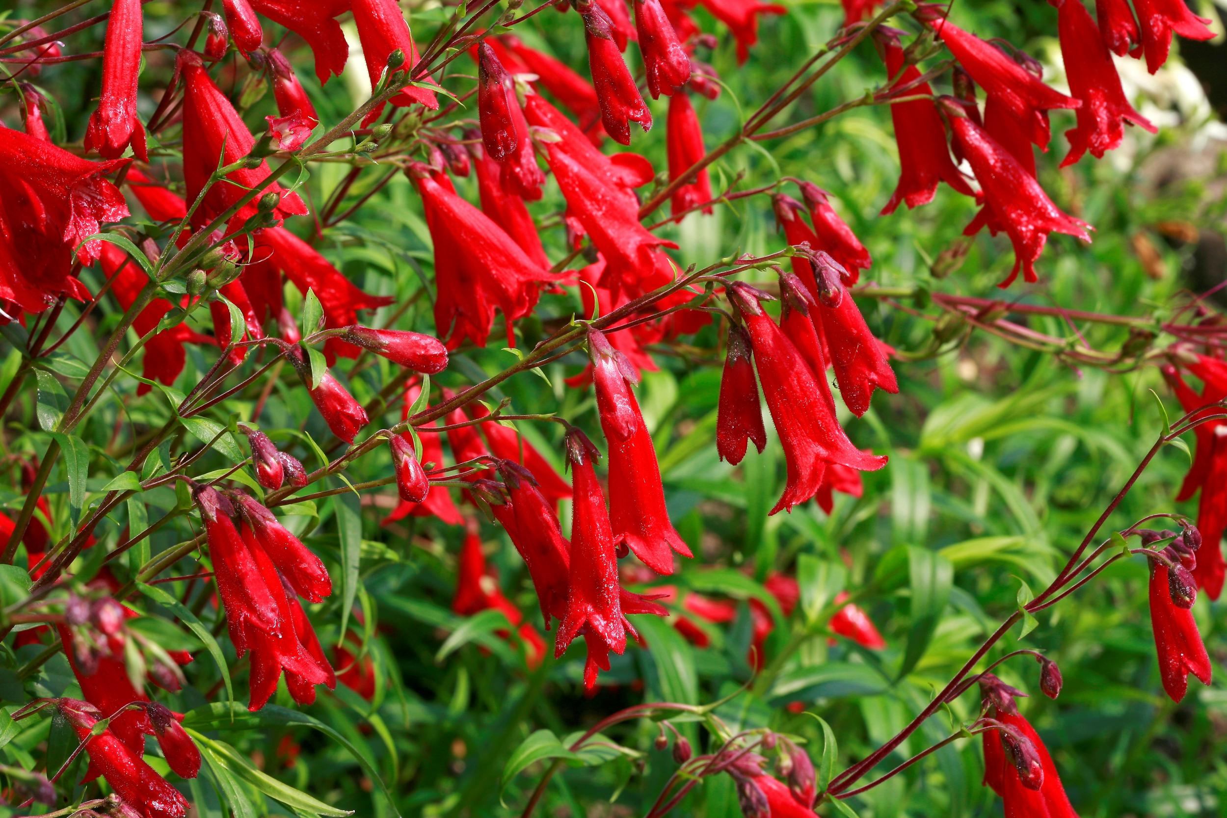 Most penstemons will germinate willingly in seed trays