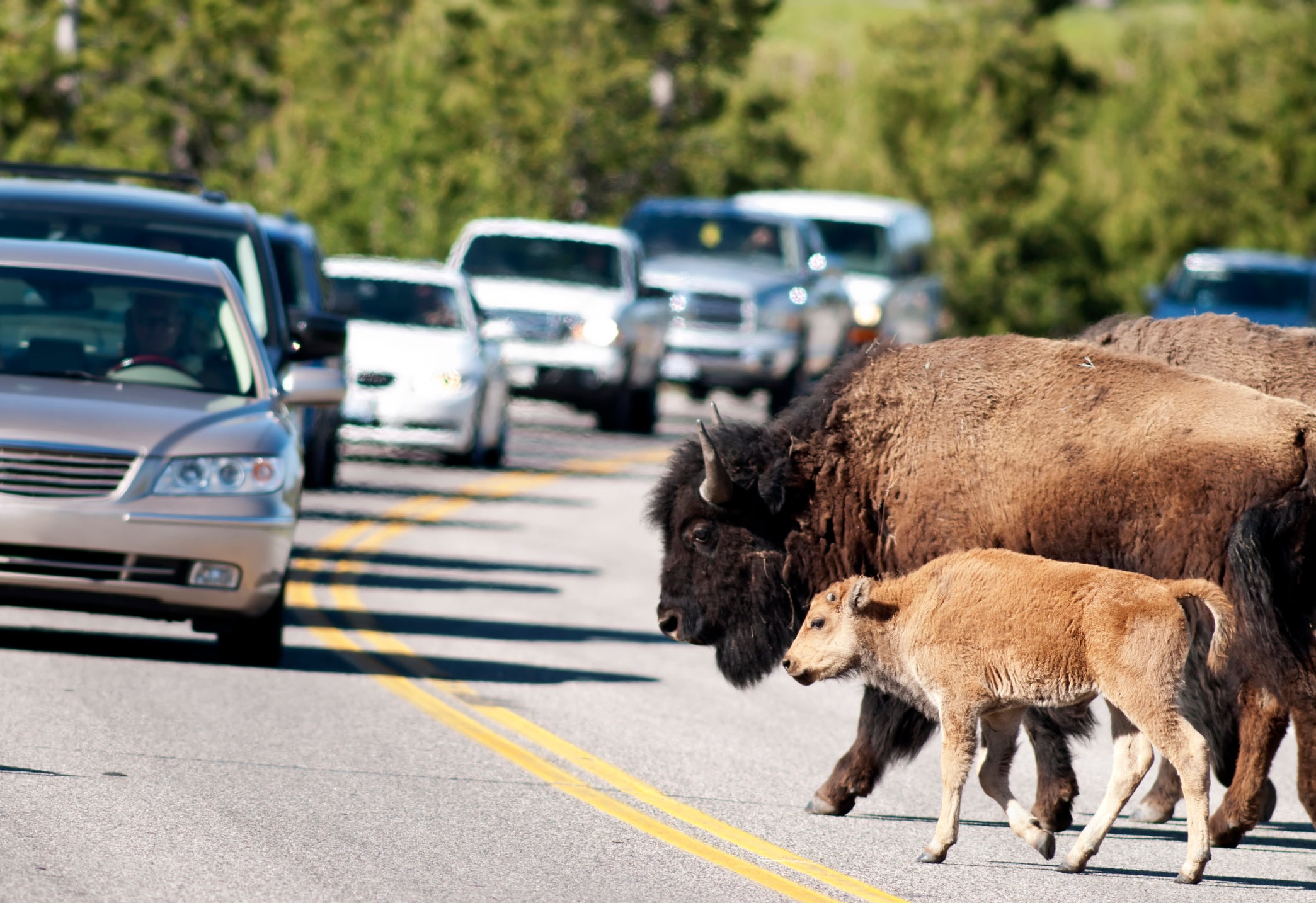 Bison crossing a street in Yellowstone National Park. Please see my portfolio for other animal and Yellowstone images