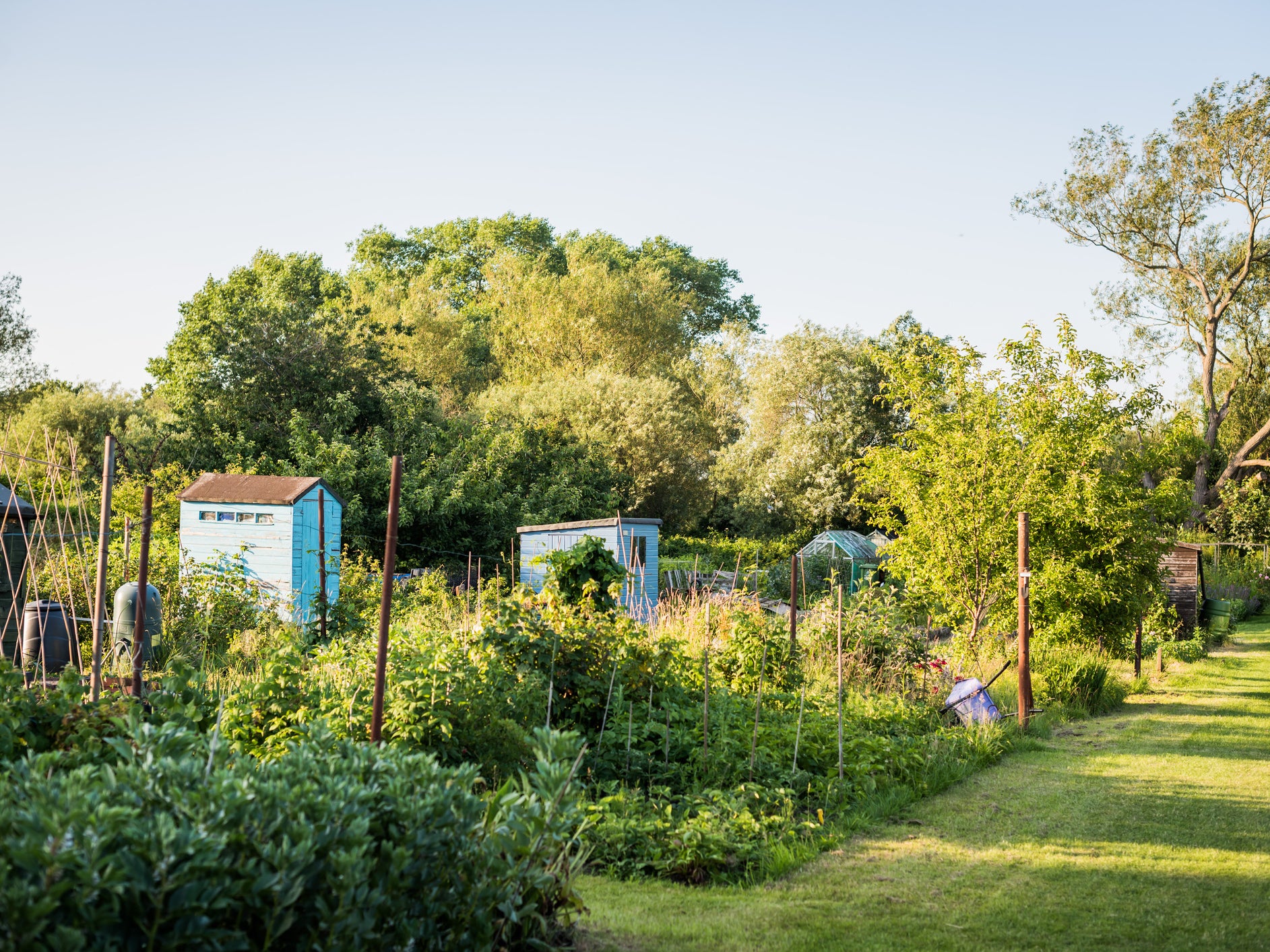 'Growing our own fruit and veg has huge benefits for people's health and well-being, and can contribute to local food security,' researchers said