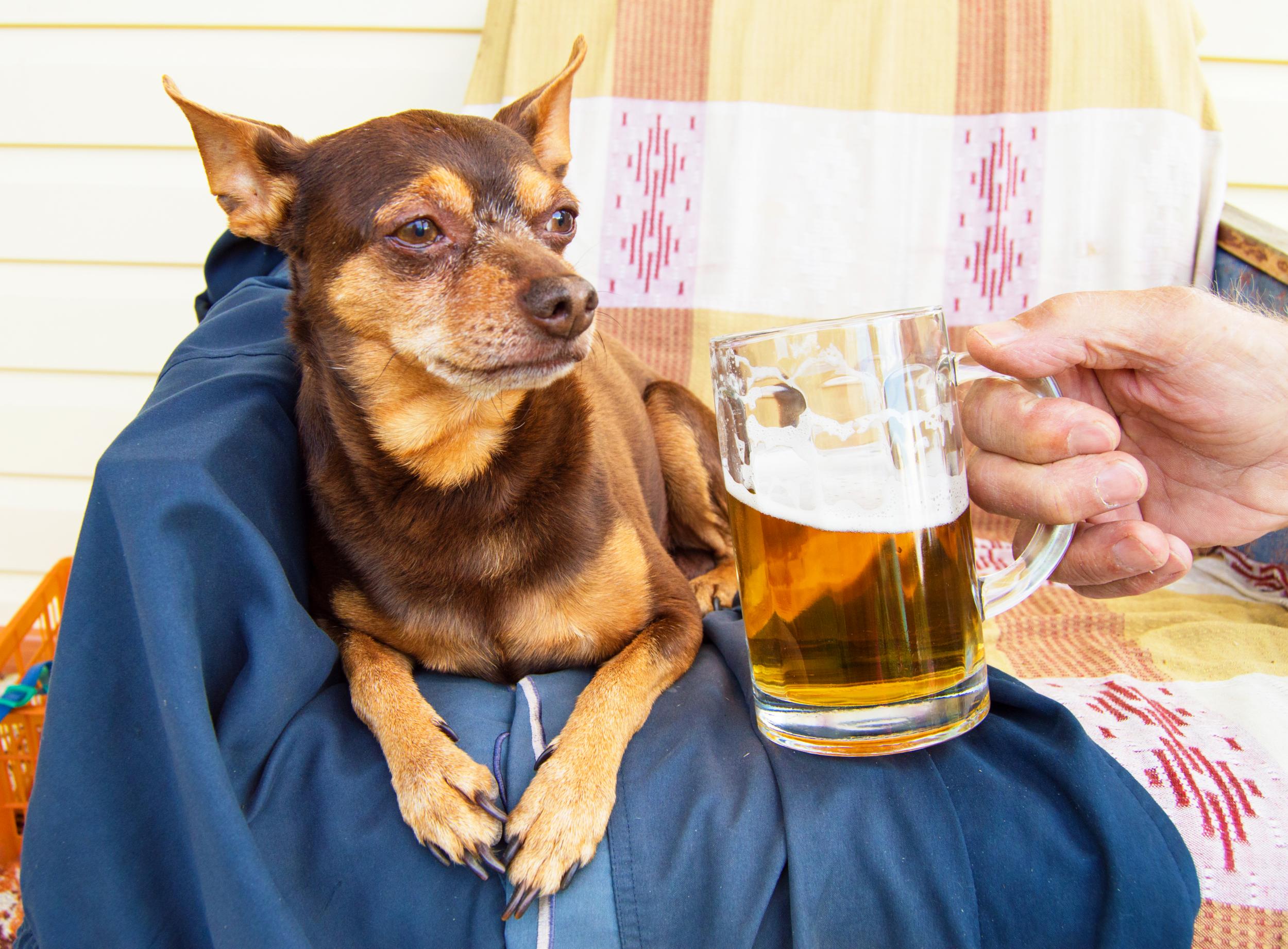 A cute dog and a cold beer: a perfect pairing