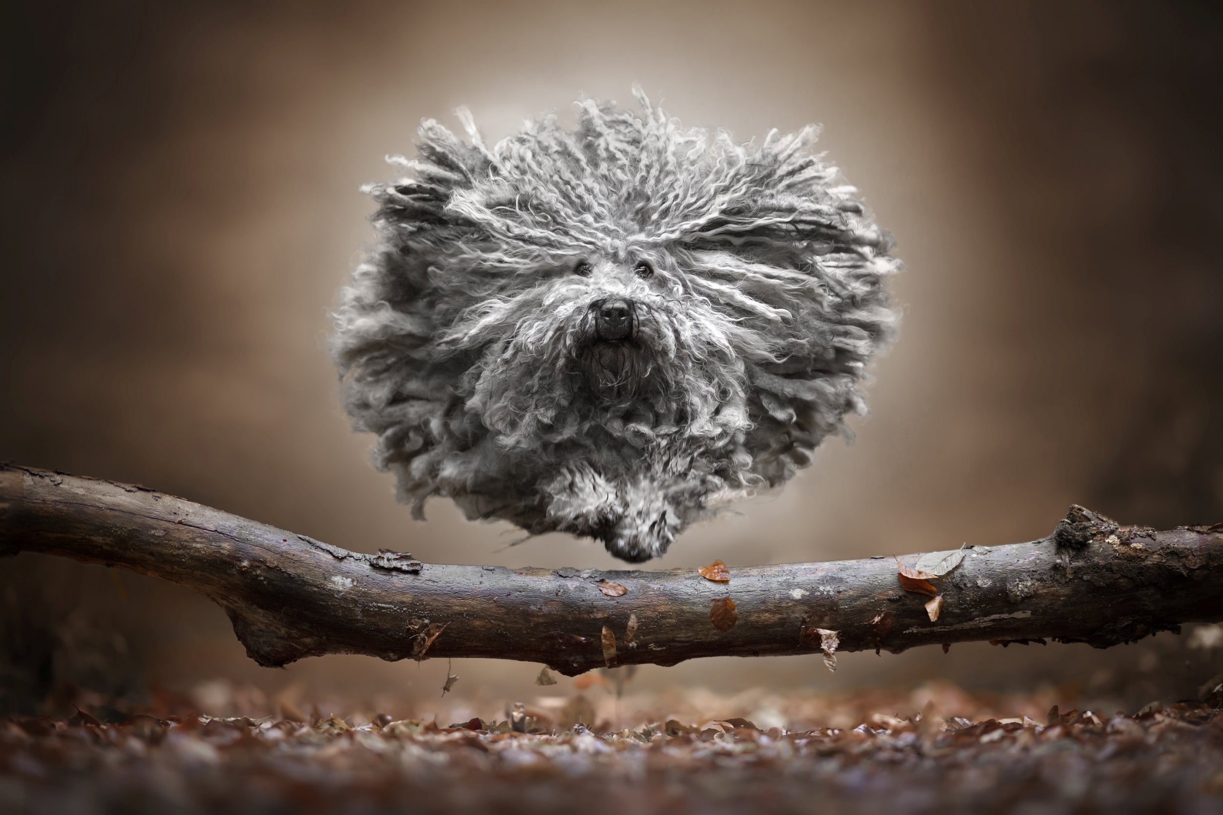 The images of the dogs jumping in mid air were taken by Italian photographer Claudio Piccoli