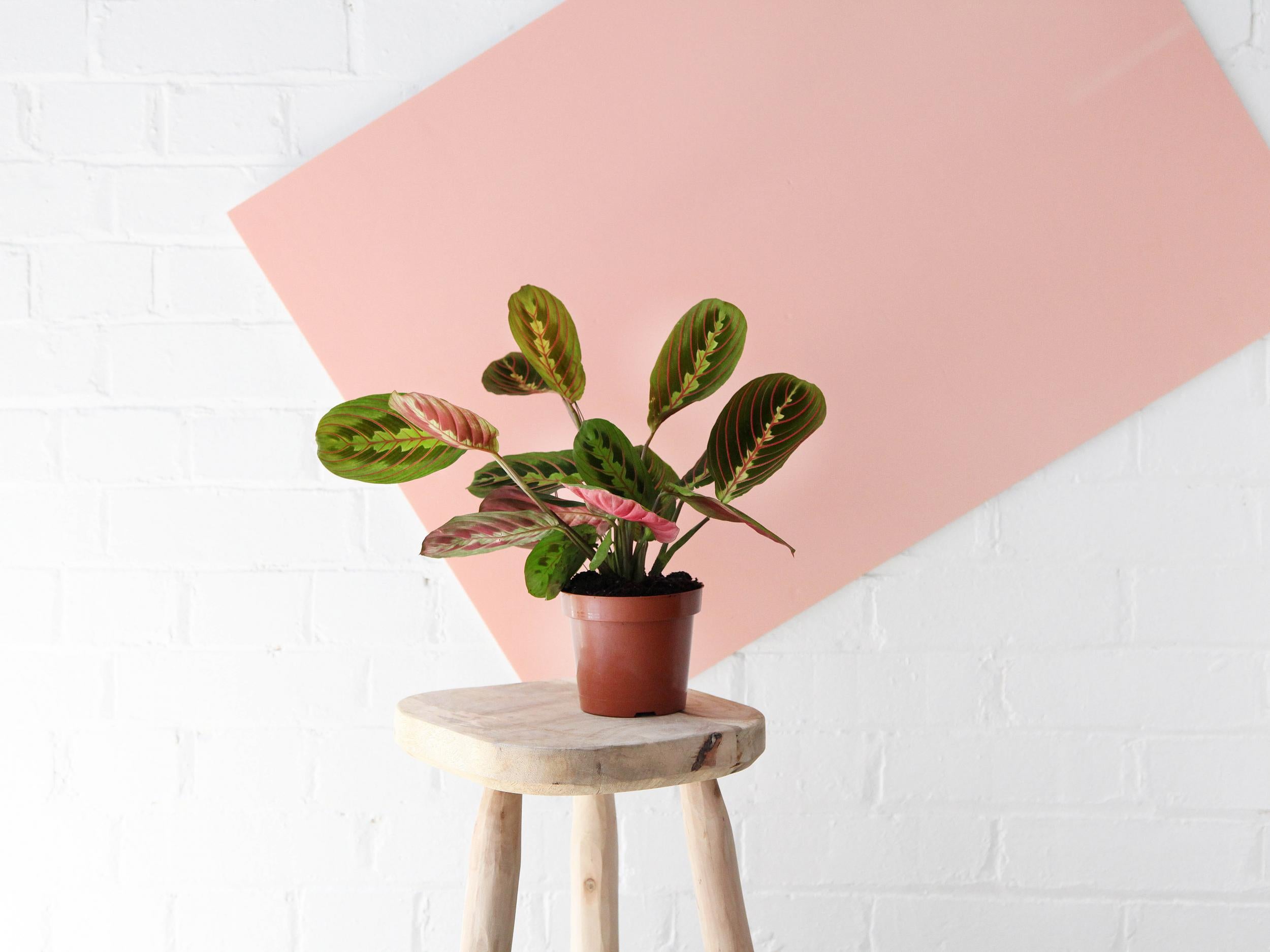 The prayer plant from Beards & Daisies comes in all recyclable and compostable materials