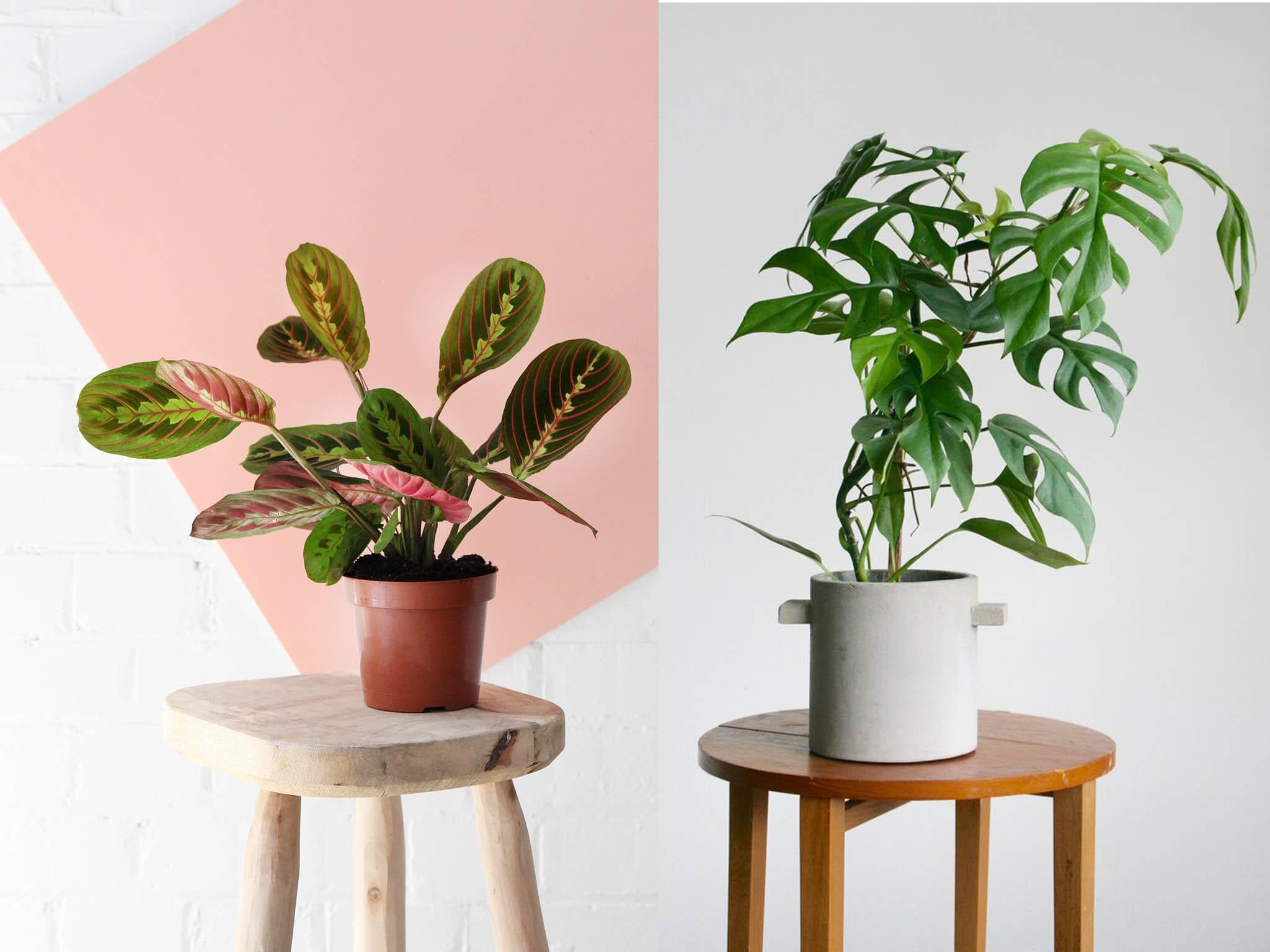 7 best house plants that will boost your mood and indoor space