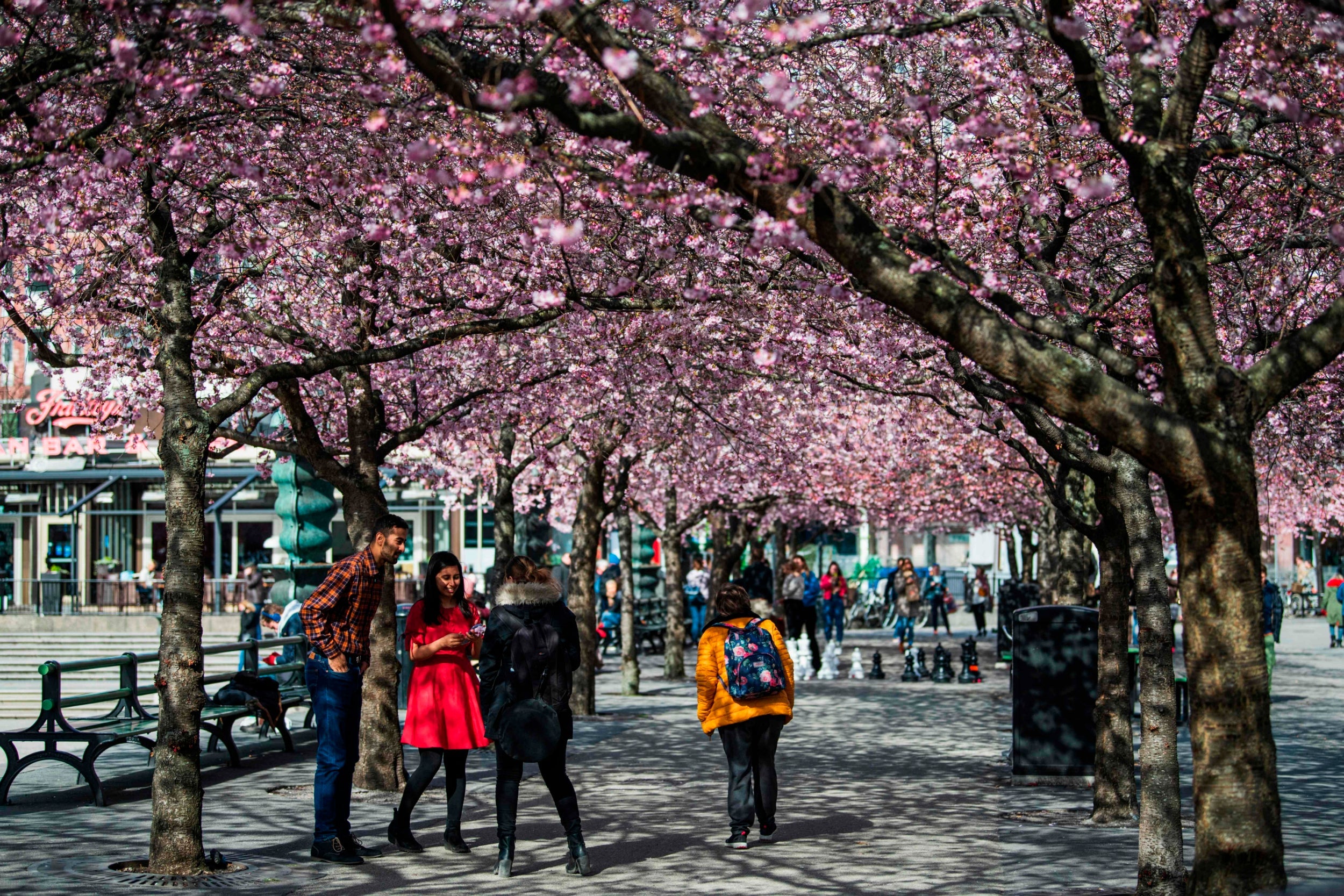 People visit the cherry blossoms at Kungstradgarden in Stockholm (AFP/Getty)