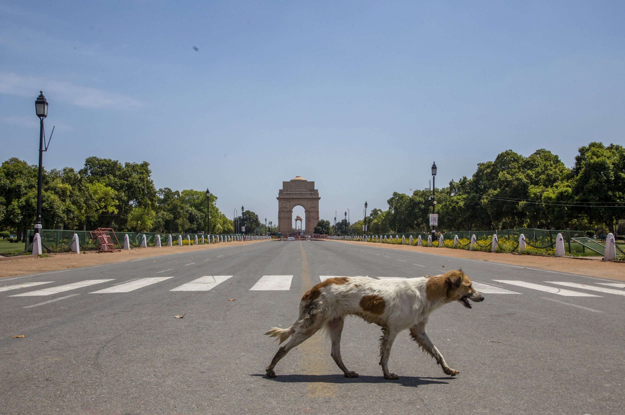 Representational: At least 300 stray dogs were allegedly poisoned, killed and their carcasses dumped near a lake in southern India