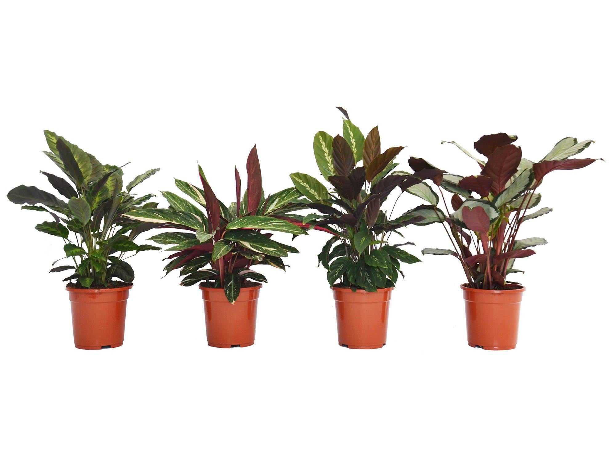 Calatheas grow well in relatively low light