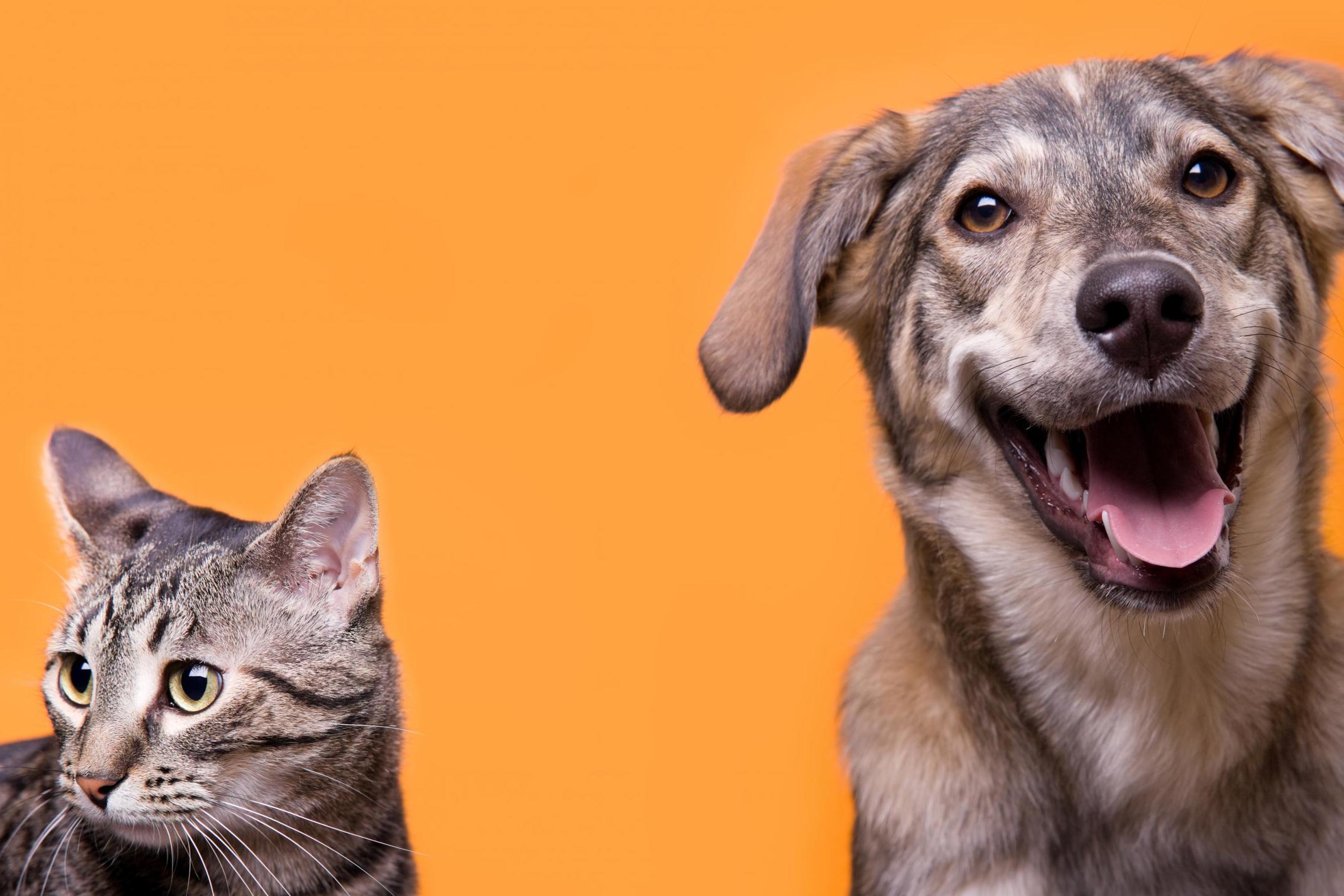 'Pets can be very calming when we’re going through anxious times'