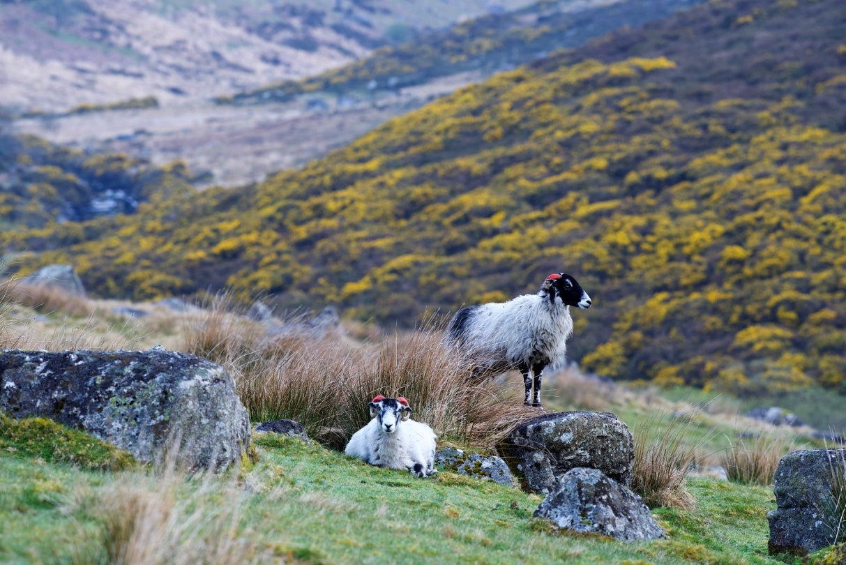 Sheep on Dartmoor