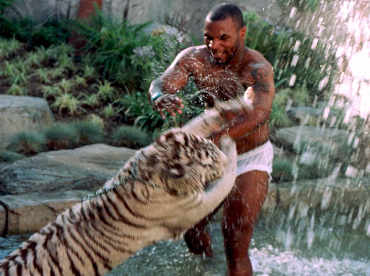 Mike Tyson playing with his pet tiger, in 1996