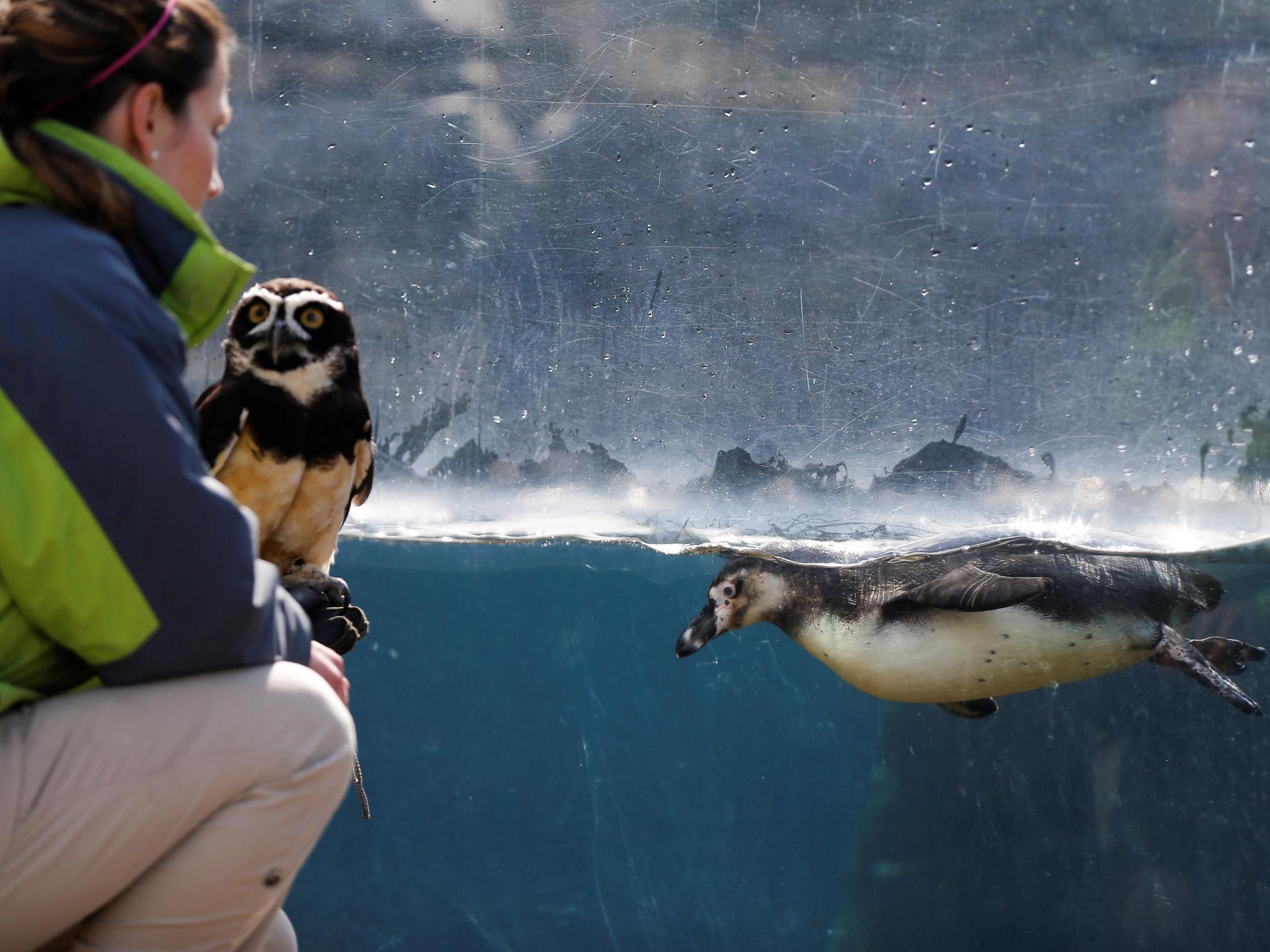 Zoos and Aquariums are struggling all over the country