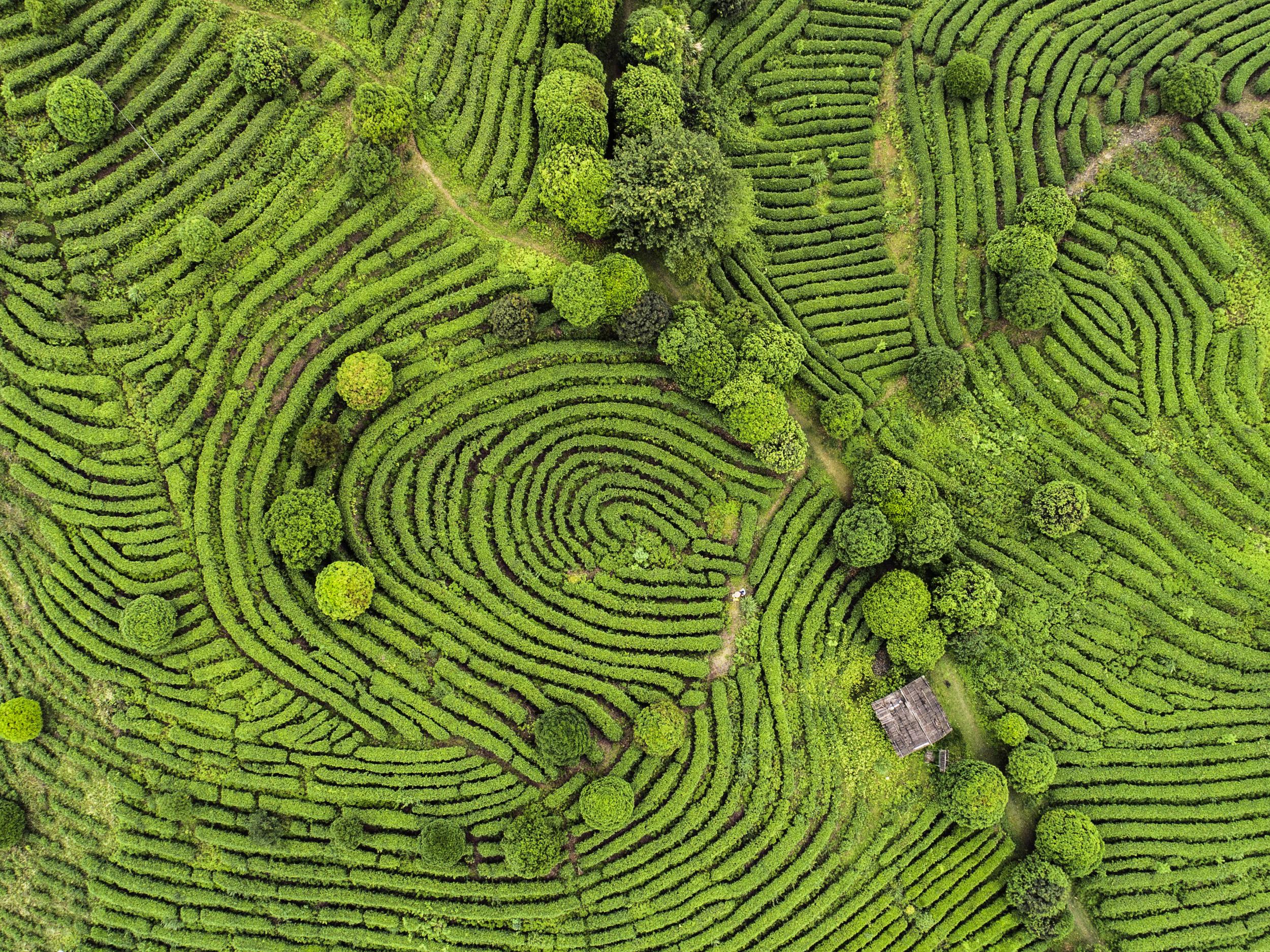 China is long thought to be the birthplace of tea