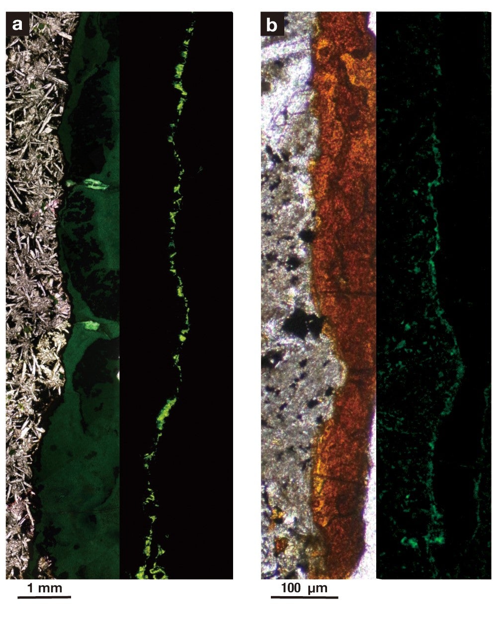 Aerobic bacteria live densely packed into tunnels of clay minerals found in this sample of solid rock, collected from 122 meters beneath the seafloor. Image B is 1,000 times greater magnification than Image A. The left side photo in each image was taken using normal light and the right side photo was taken using fluorescent light. The solid basalt rock is gray, the clay minerals are orange, and the bacterial cells are green spheres