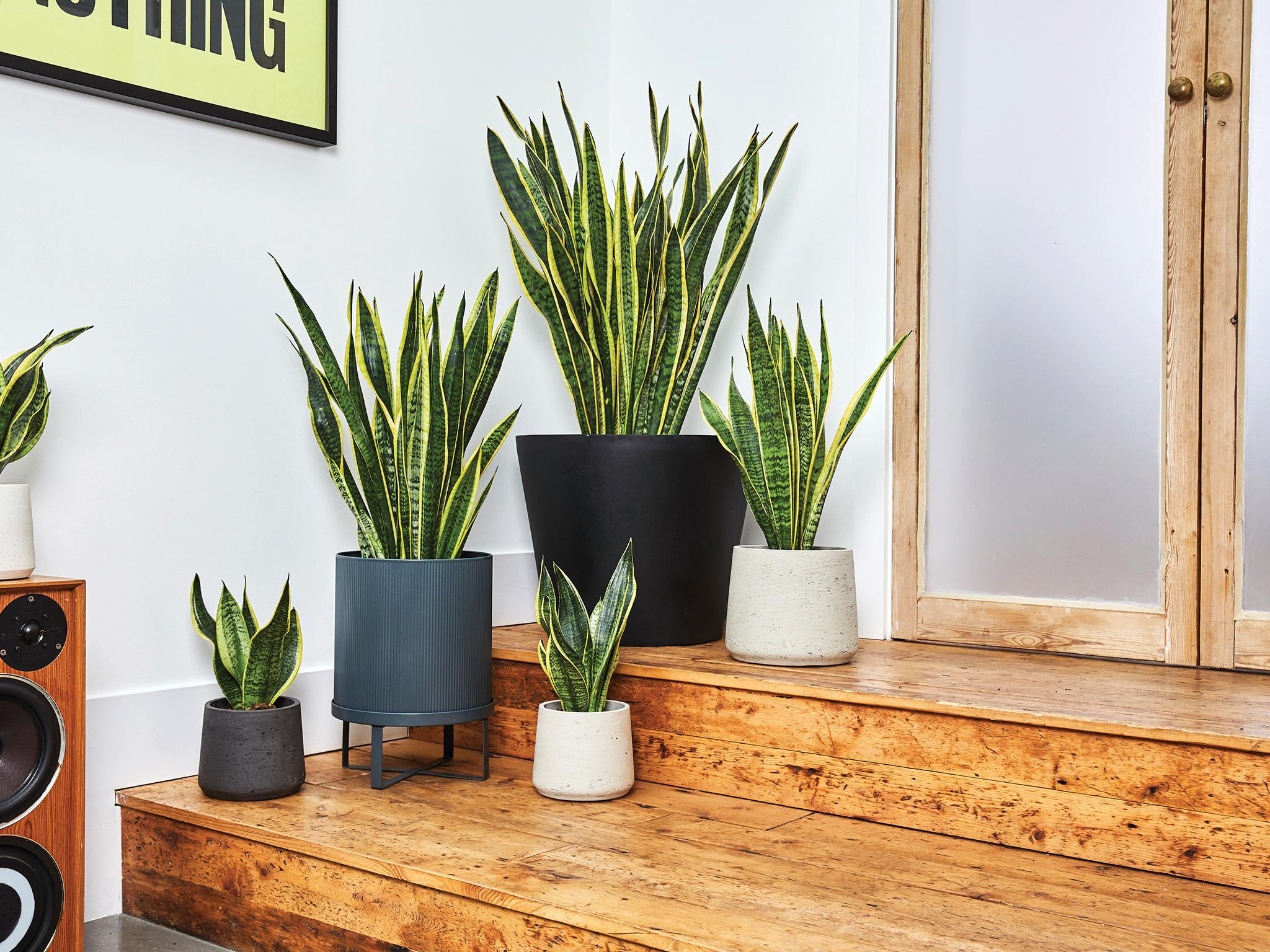 There's plenty of low-maintenance indoor plants to shop with proven psychological benefits