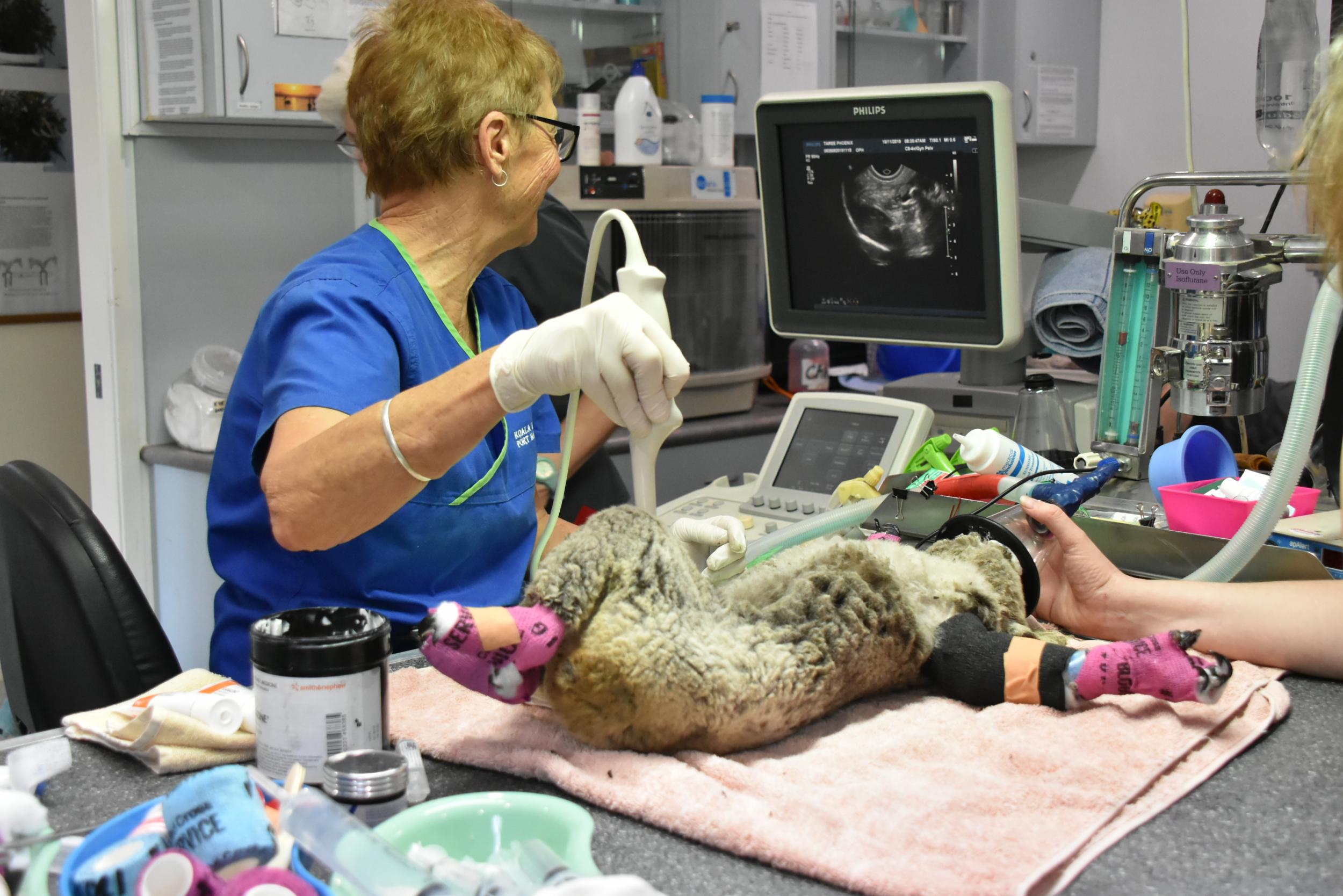 One of the koalas in care at Port Macquarie Koala Hospital