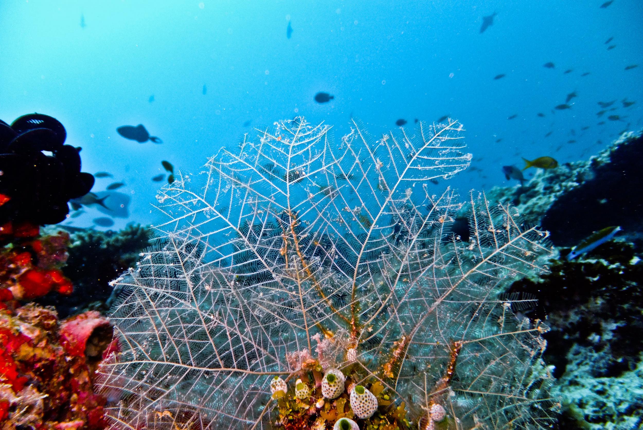 Coral could be the Maldives best hope against rising sea waters