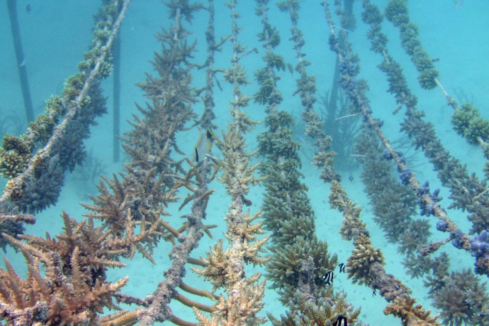 The Gili Veshi nursery where coral is grown on rope lines