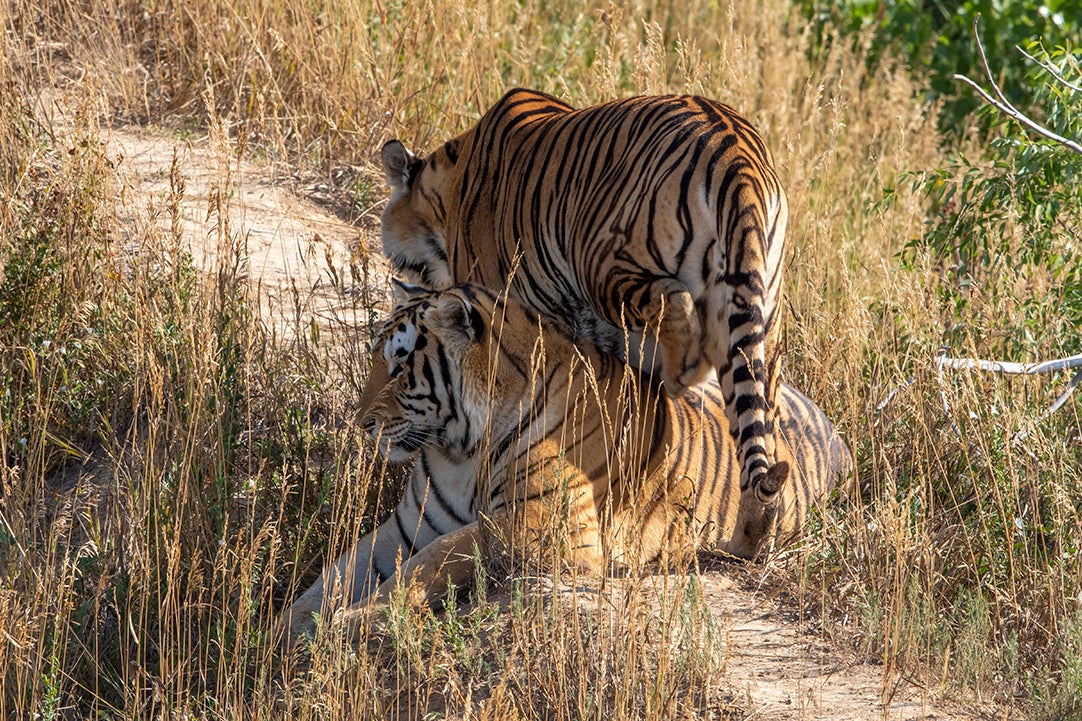 Two of Joe Exotic’s former tigers, re-homed at the 10,000-acre Wild Animal Sanctuary in Colorado