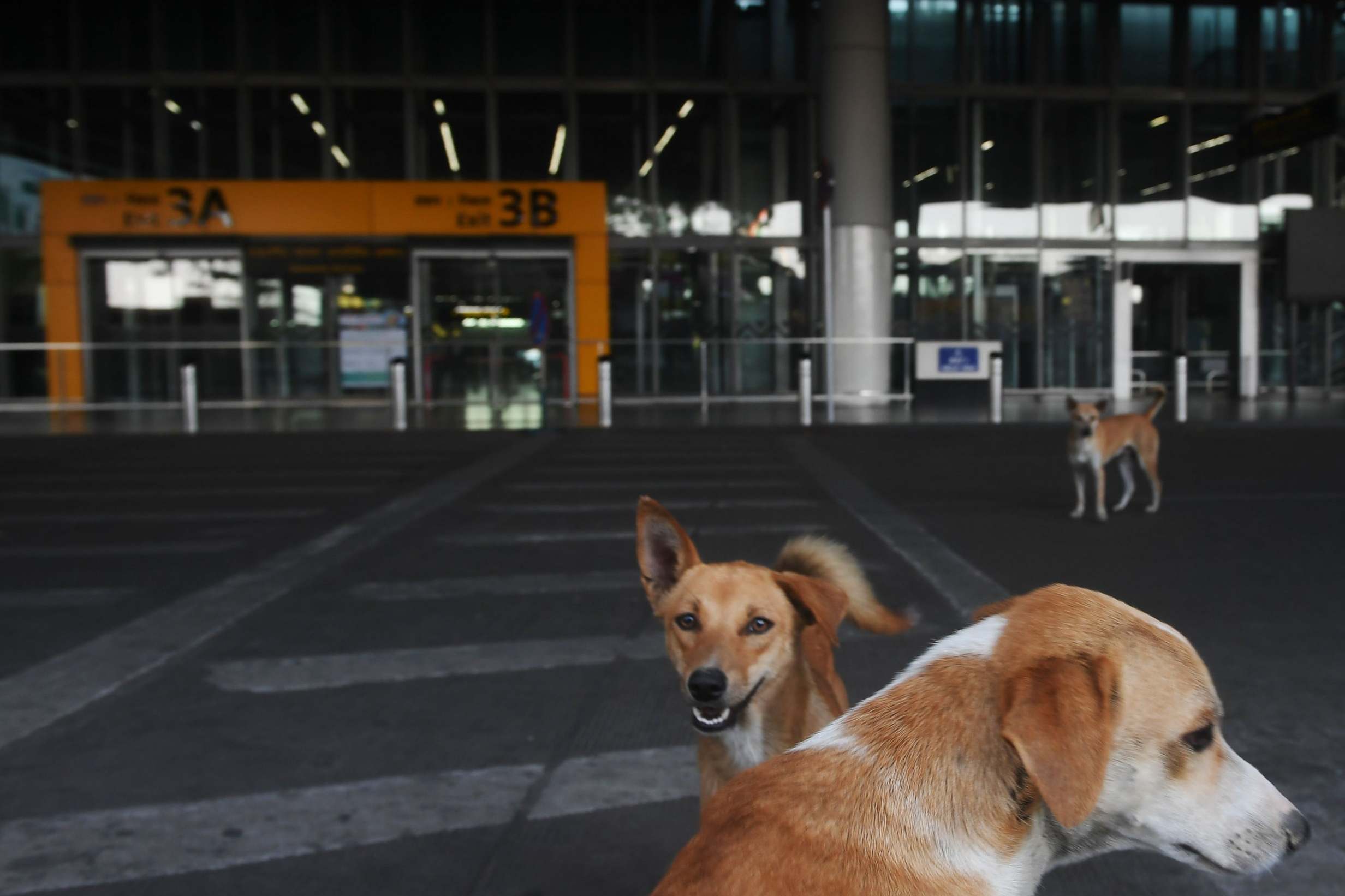 Stray dogs gather outside the deserted Netaji Subhash Chandra Bose International Airport during lockdown (AFP/Getty)