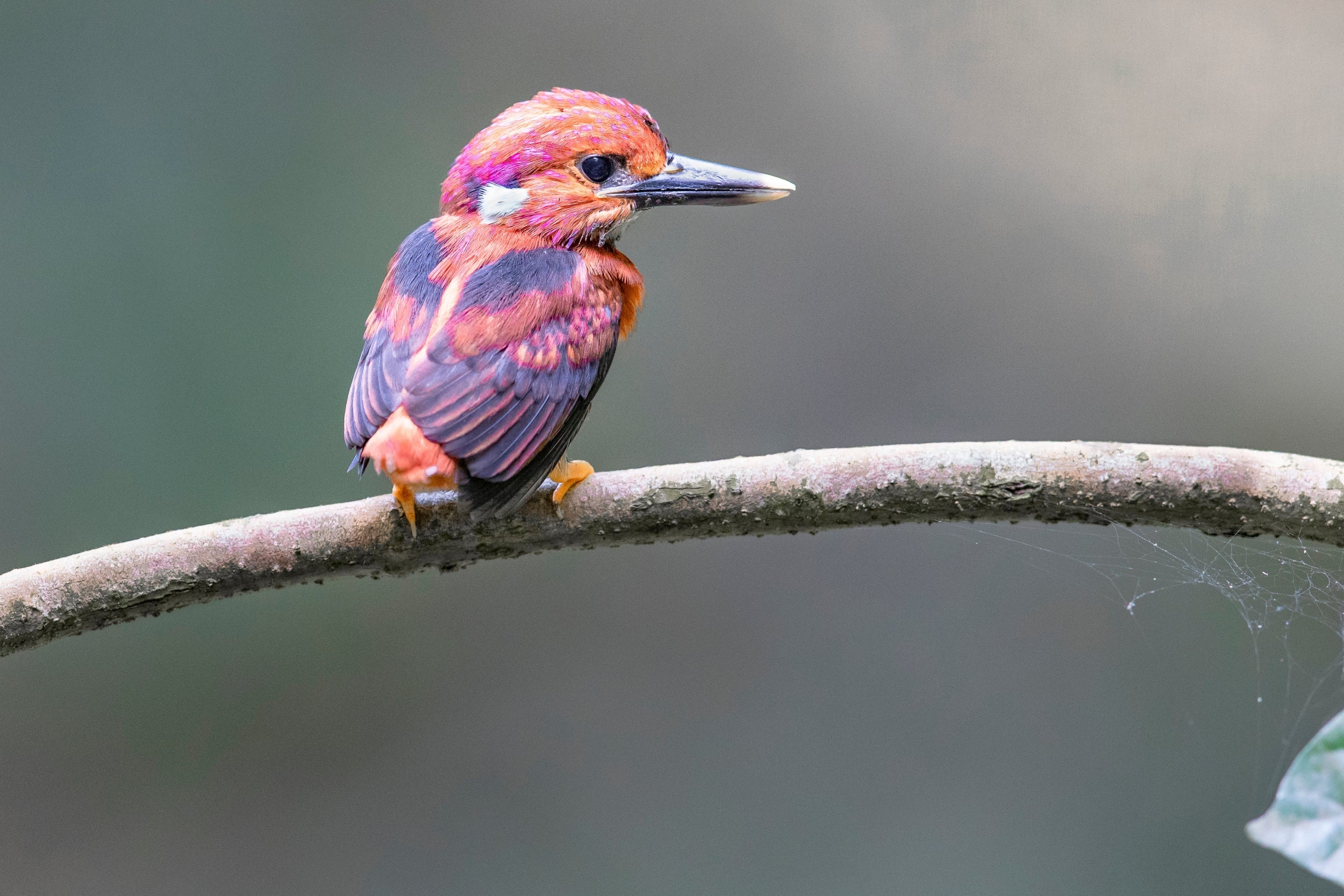 The first known photograph to be taken of a fledgeling south Philippine dwarf kingfisher