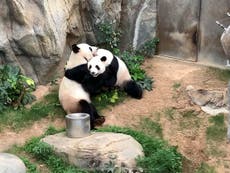 Pandas mate for first time in 10 years after Covid-19 shuts down zoo