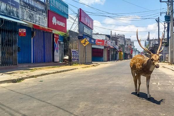 Animals are taking over hotspots once frequented by humans before the pandemic, according to reports. They seem to be having the time of their lives.