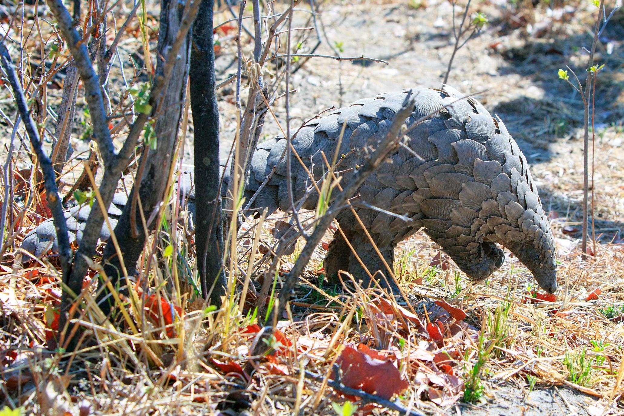 Filming has shown just how threatened some species, such as the pangolin, have become