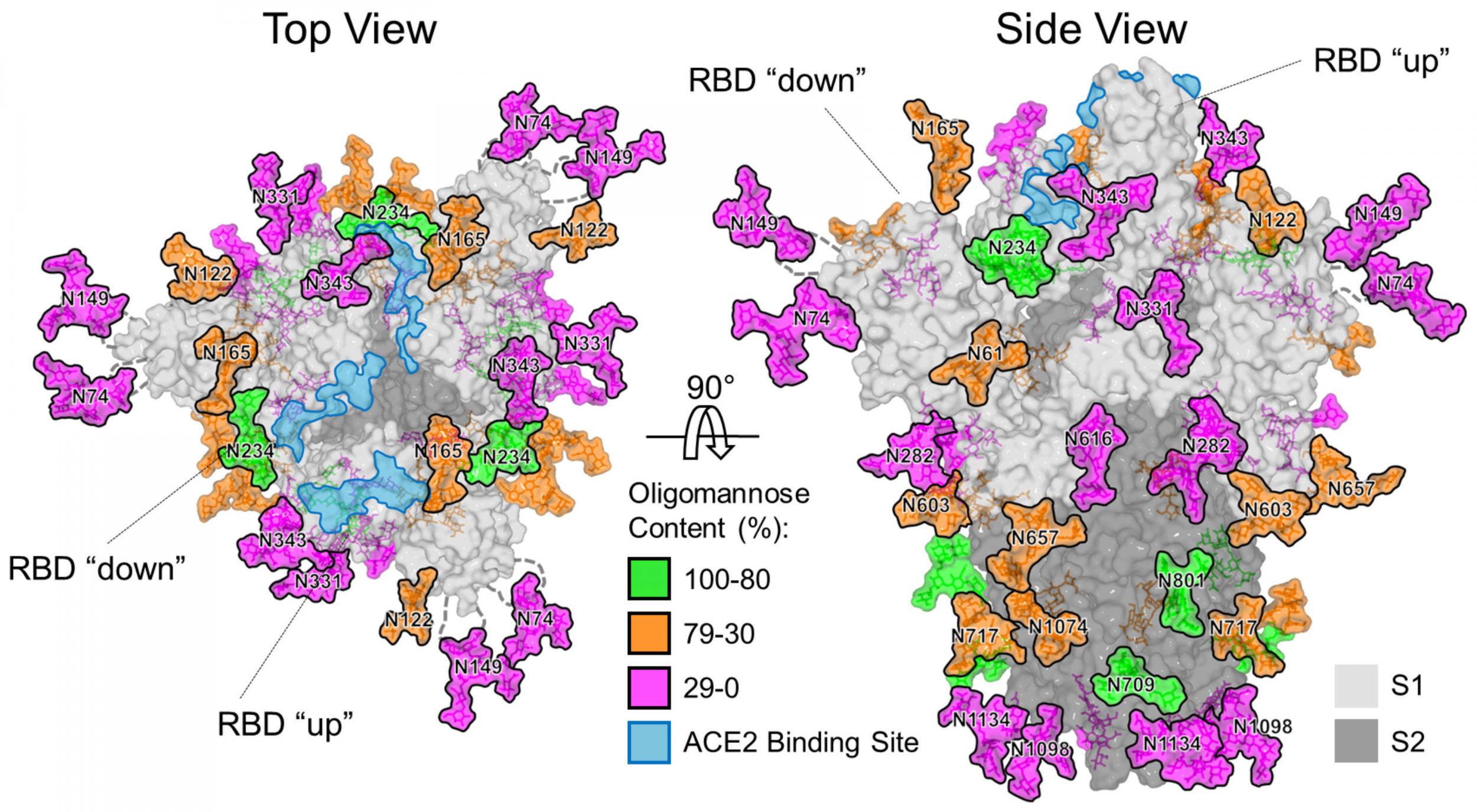 Scientists at the University of Southampton have created a model of the Sars-CoV-2 coronavirus, which reveals how it disguises itself to enter human cells undetected.